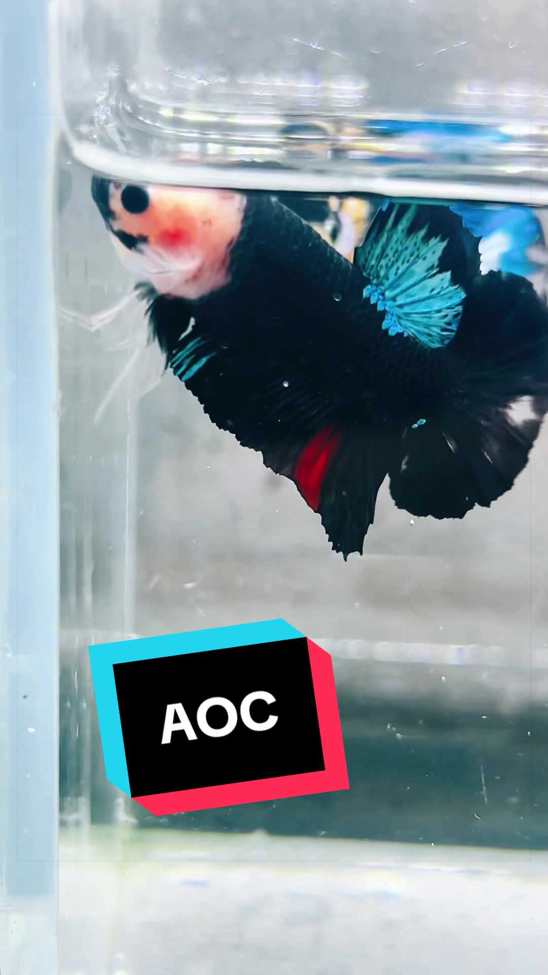 @Trại cá LỘC Betta & Guppy👑