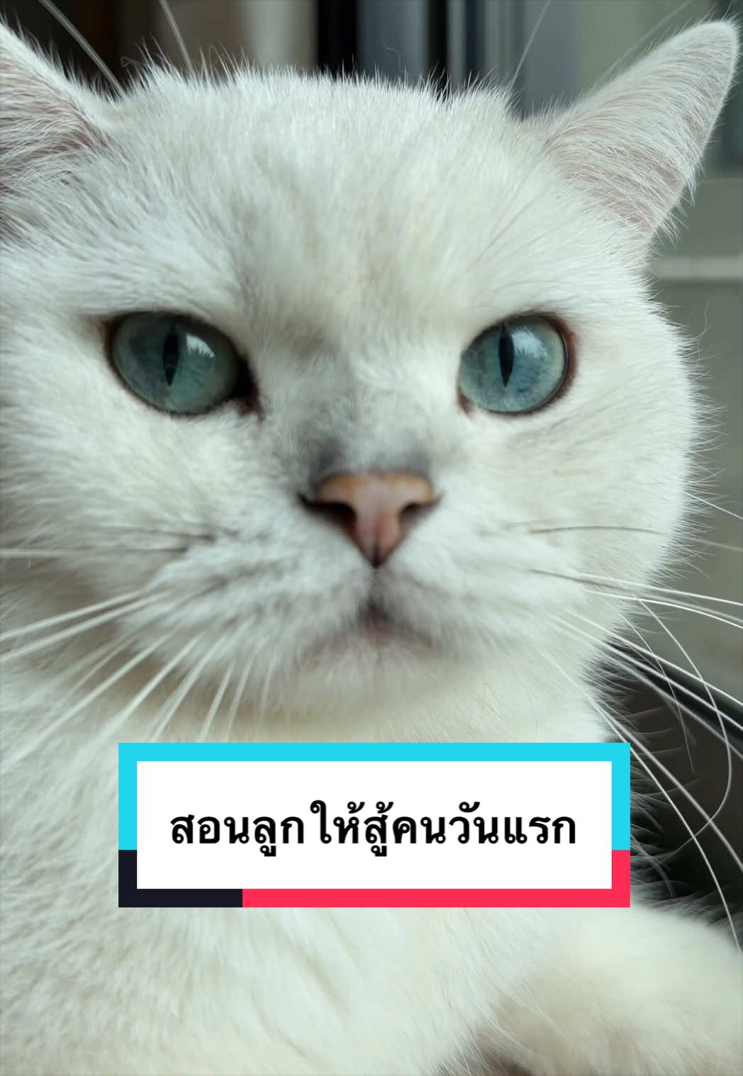 @คิมบับครับผม
