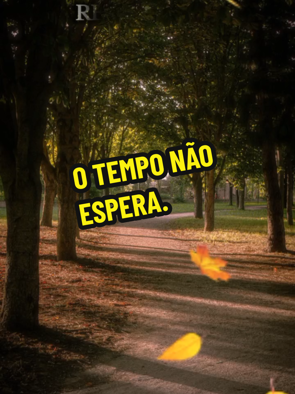 @Silvia Helena.