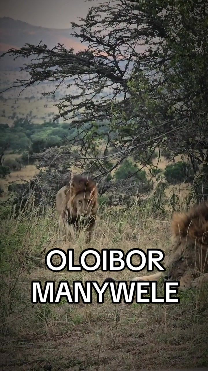 @𝓝 𝓪 𝓲 【Lion Expert】