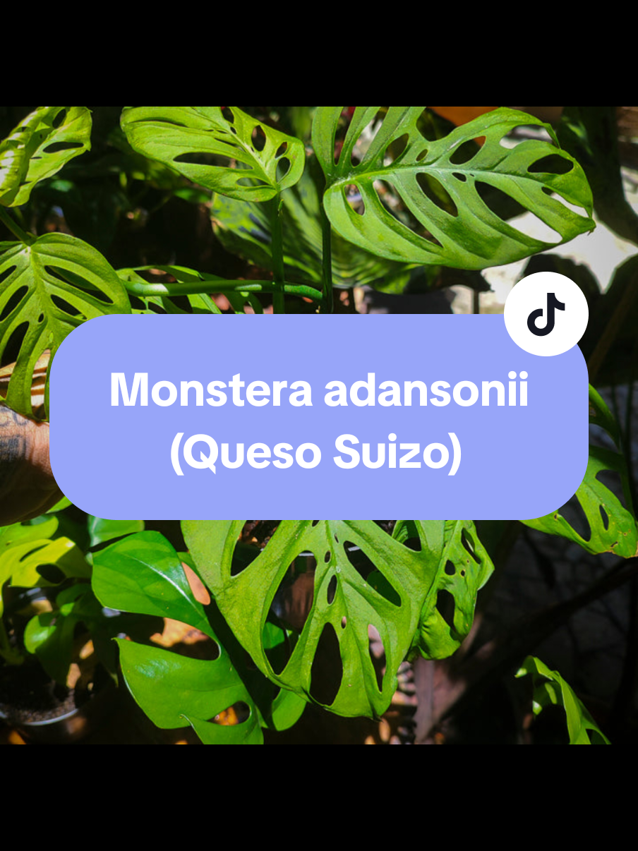 @Gu&iacute;a verde