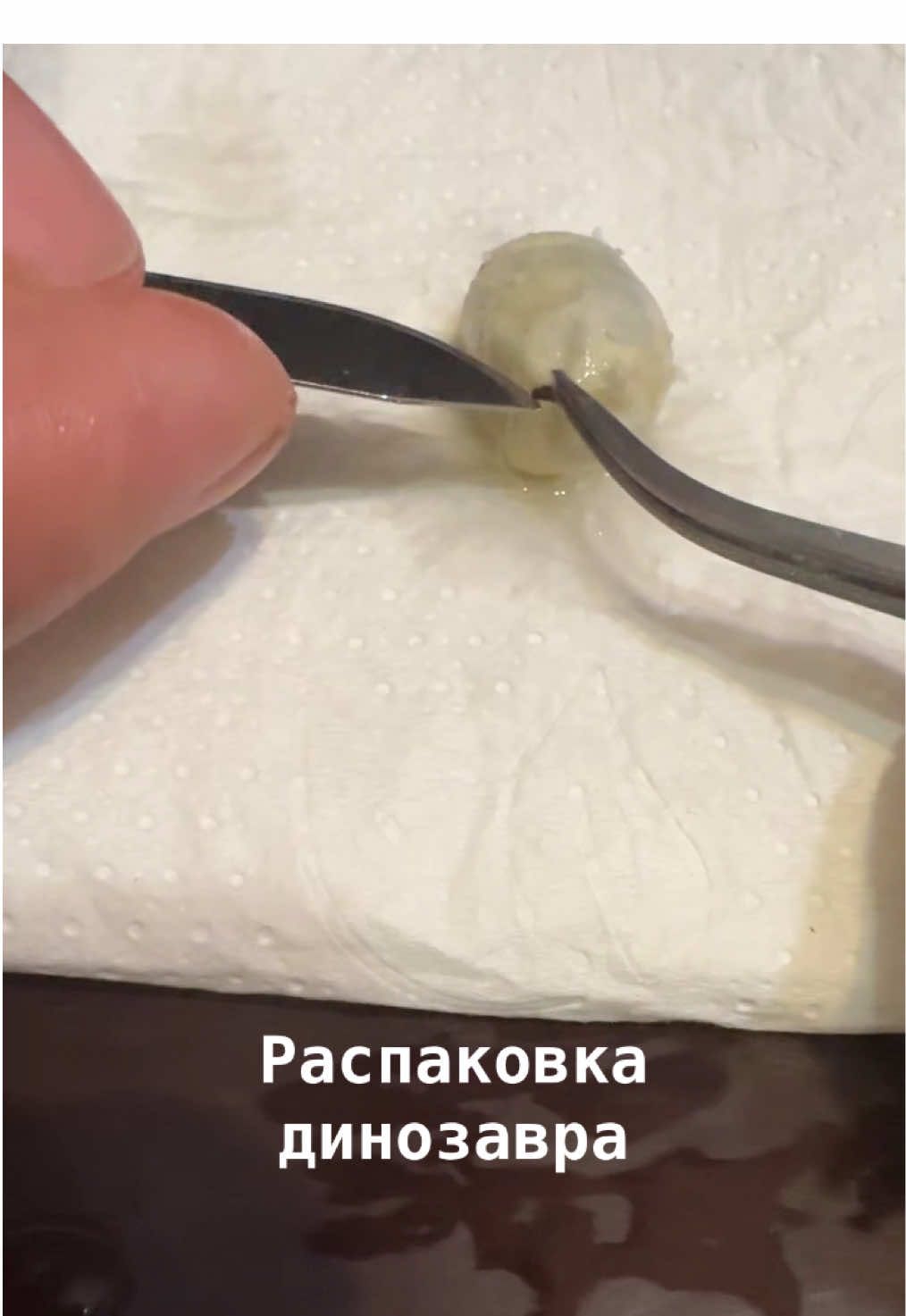 @BobCatTv