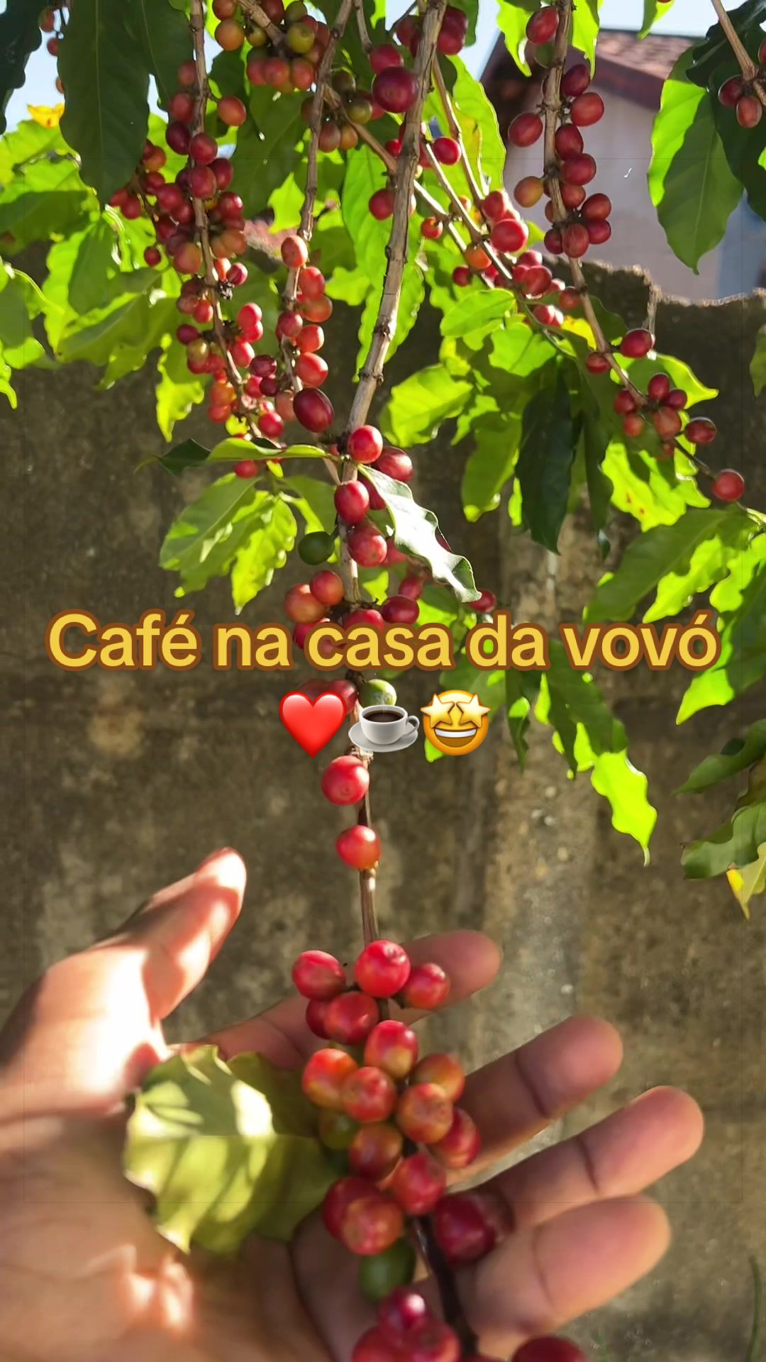 @GOIANO👨🏽🌾🇧🇷