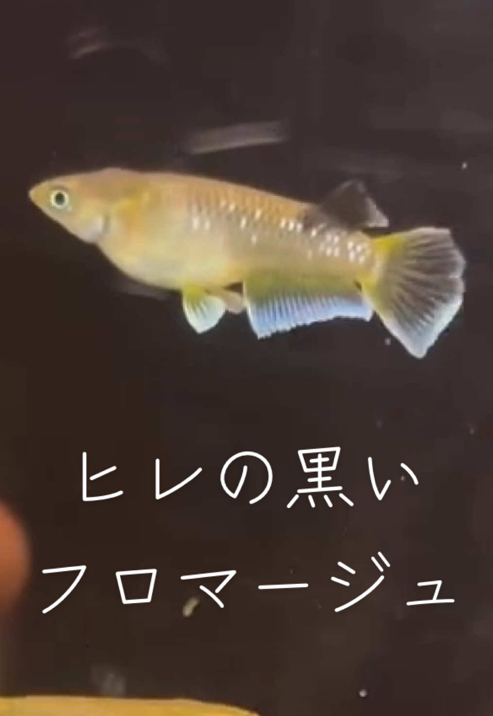 @gmmedaka.niigata