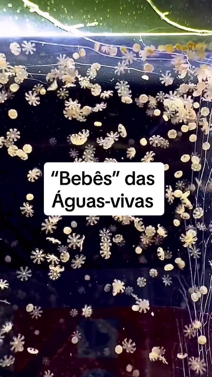 @mundomicrobr