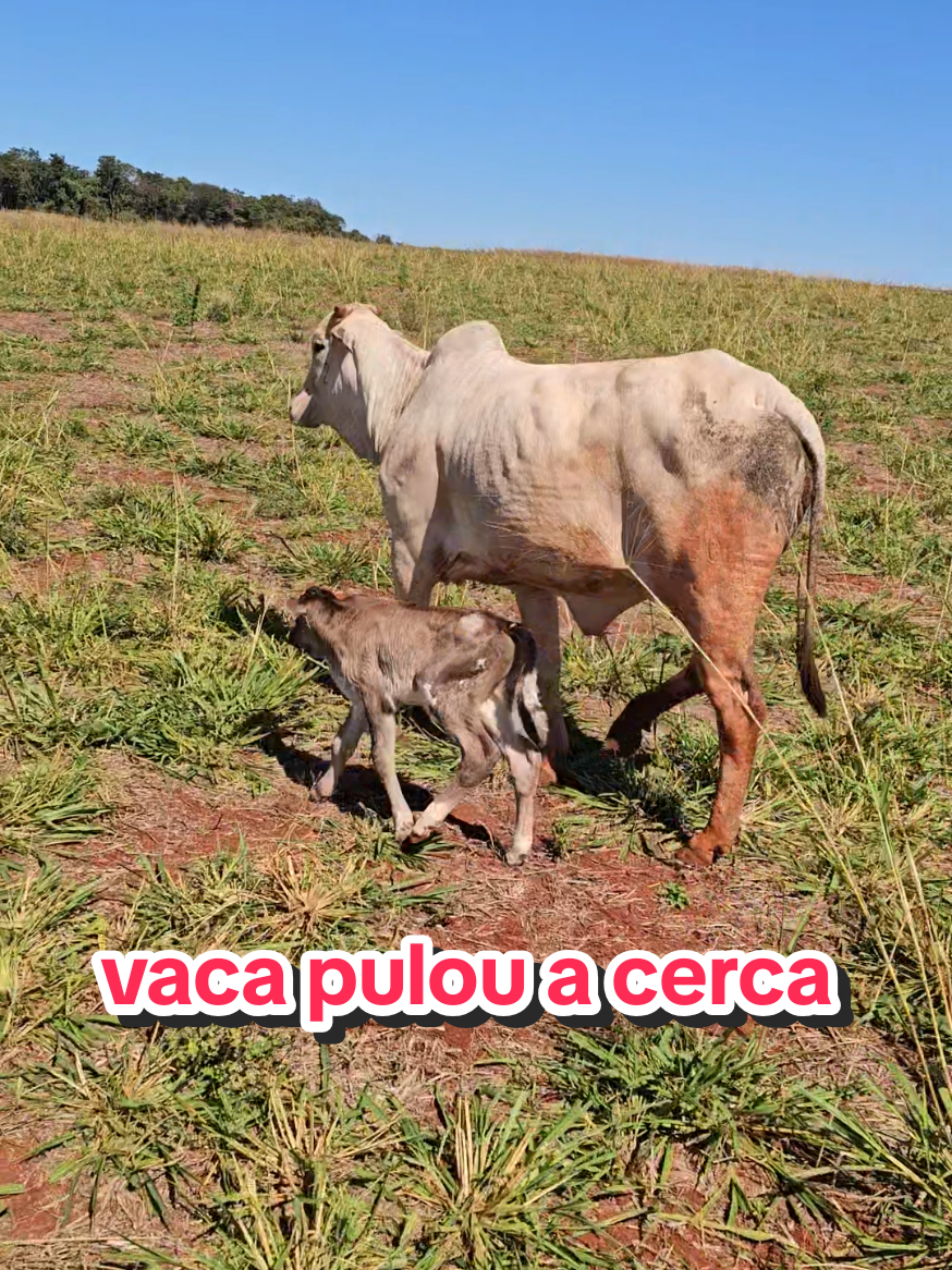 @Geovane neto