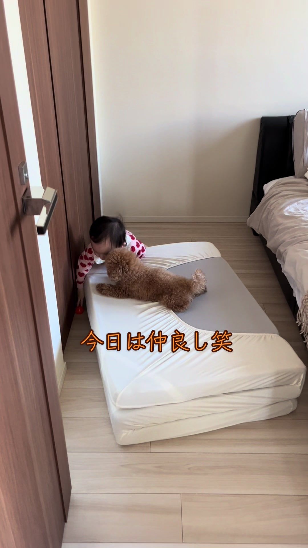 @しゃこたん犬ぽこ🐶🐰with子分