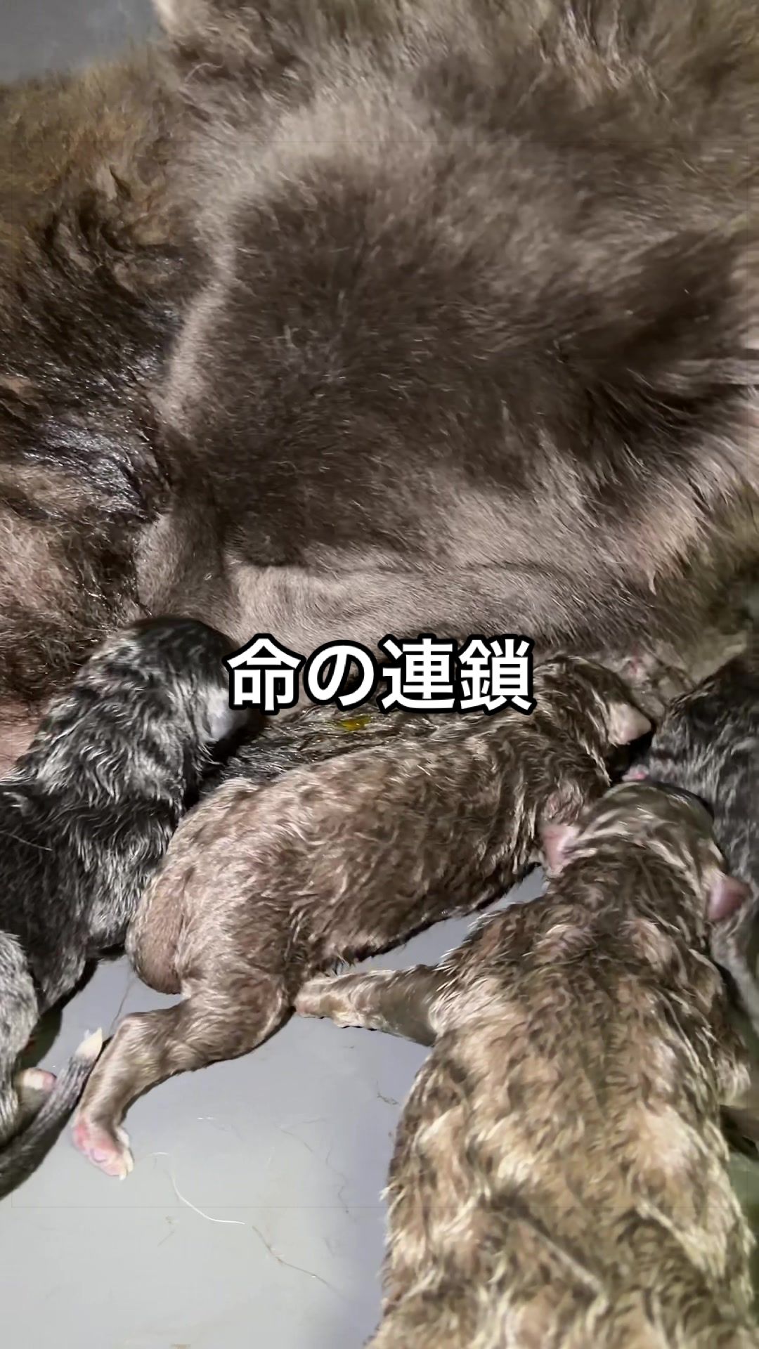@ローズウルフ/ウルフドッグ犬舎