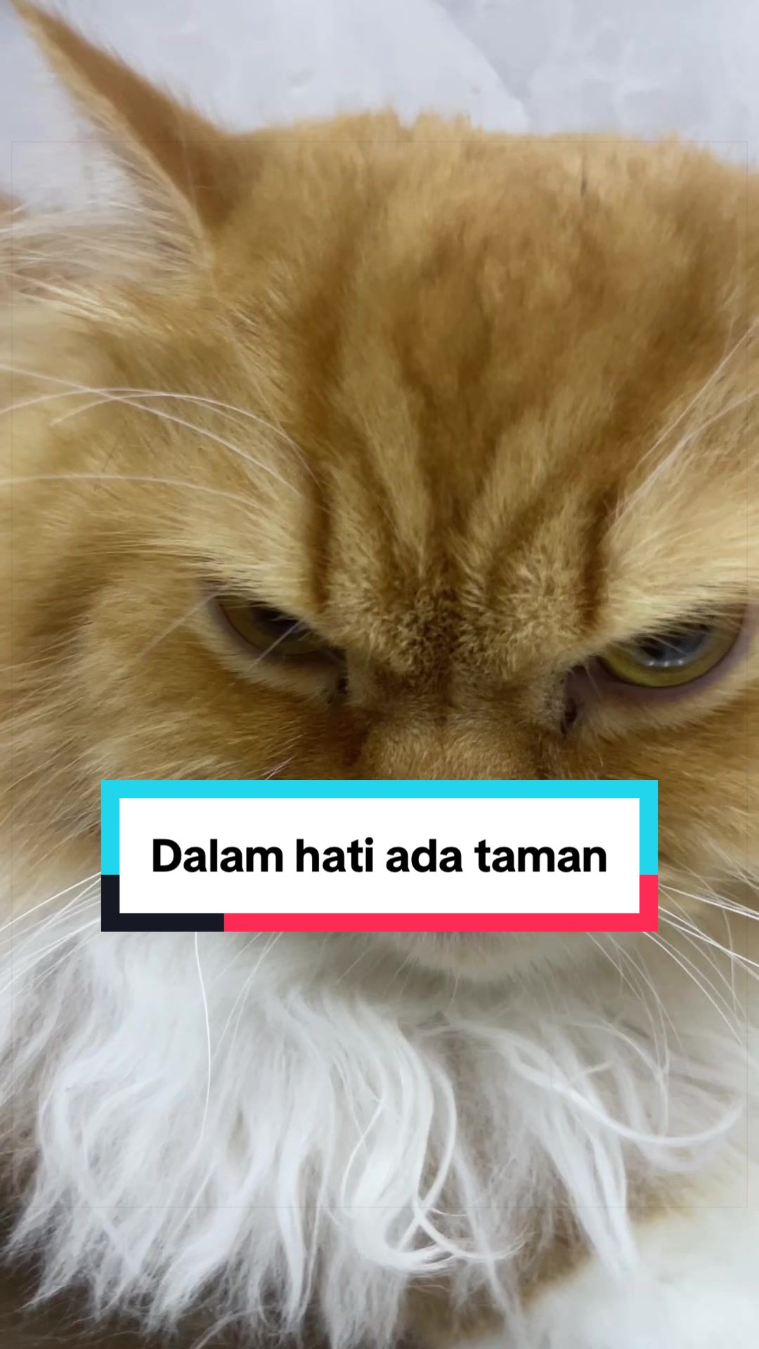 @MOZICAT | CAT GROOMING RAWANG