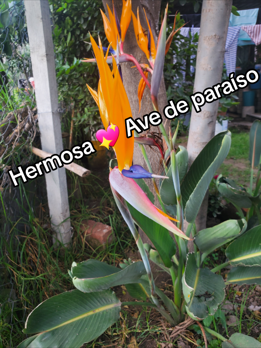 @patito6818