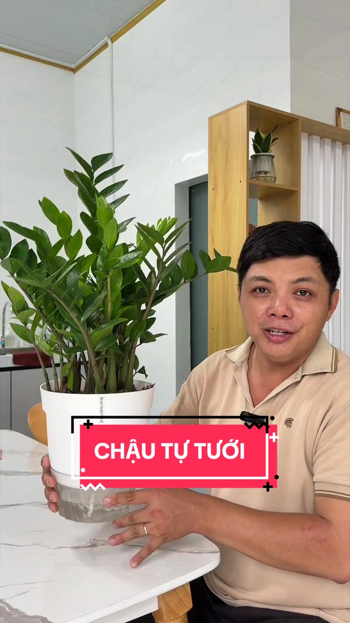 @Cây Xanh Phong Hồng