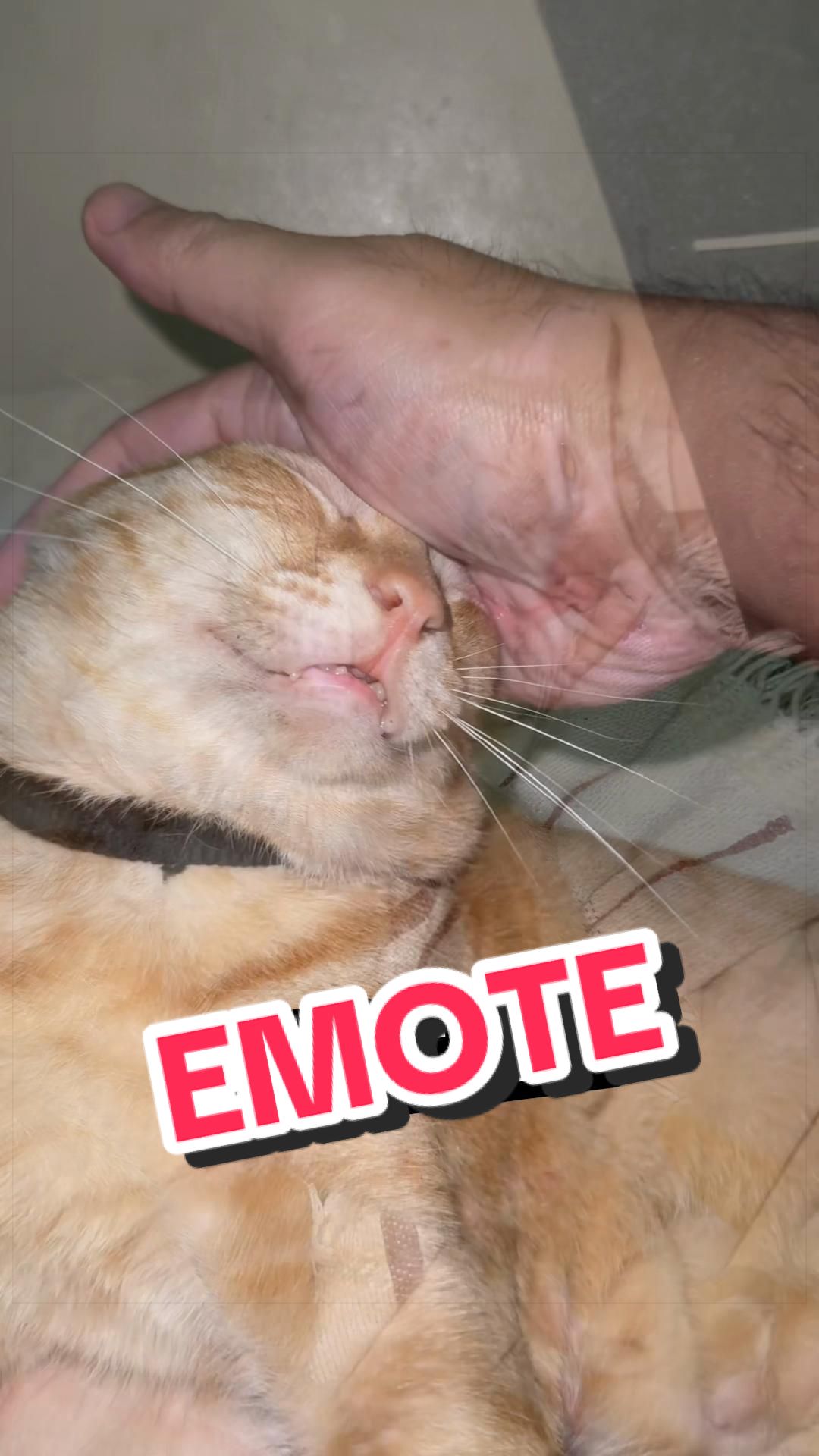 @Leet