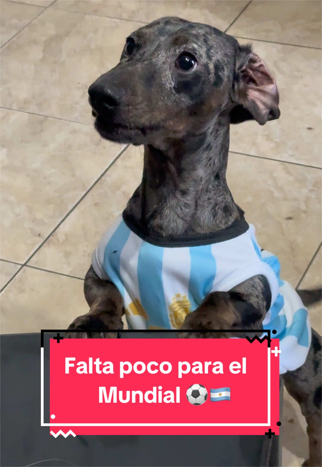@🐶CharoyCoco🐼