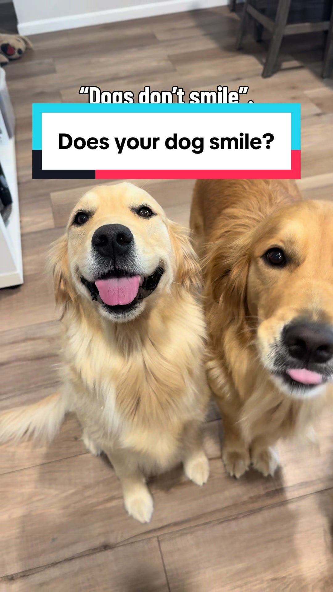 @3goldenretriever