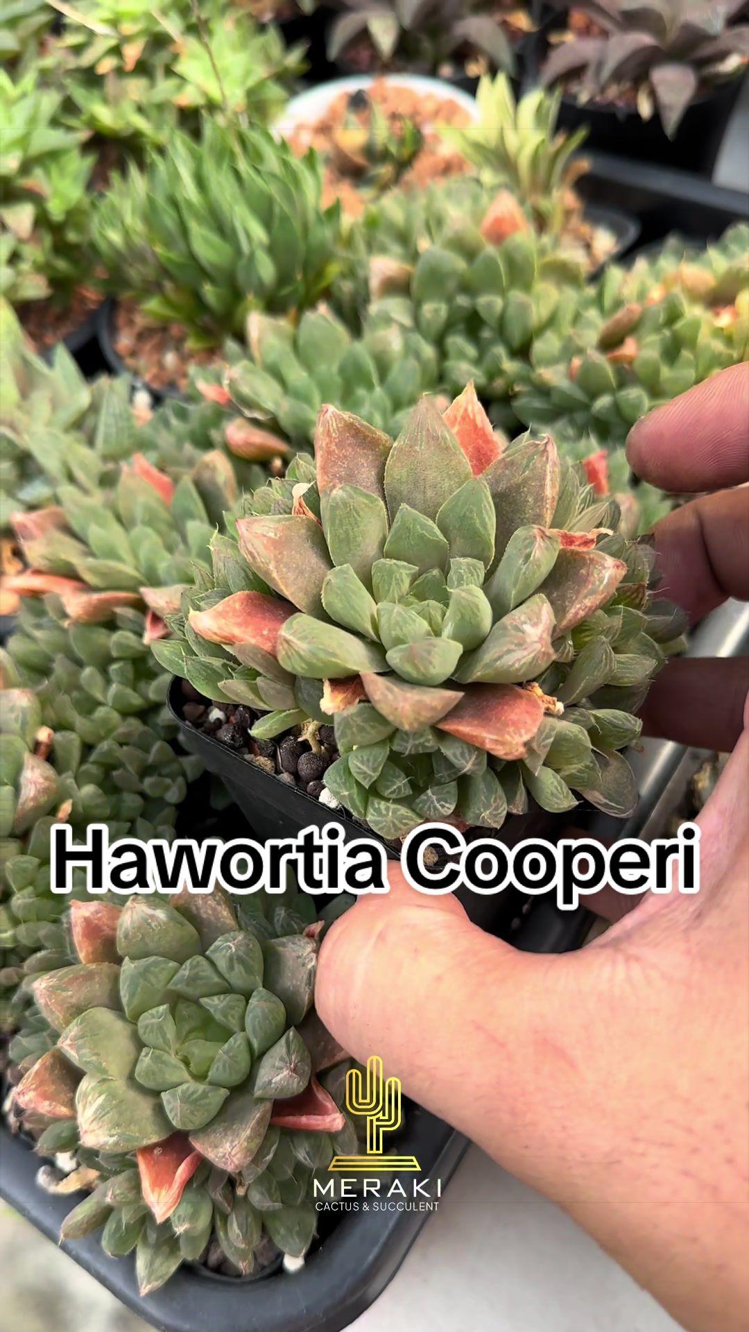 @Meraki Cactus