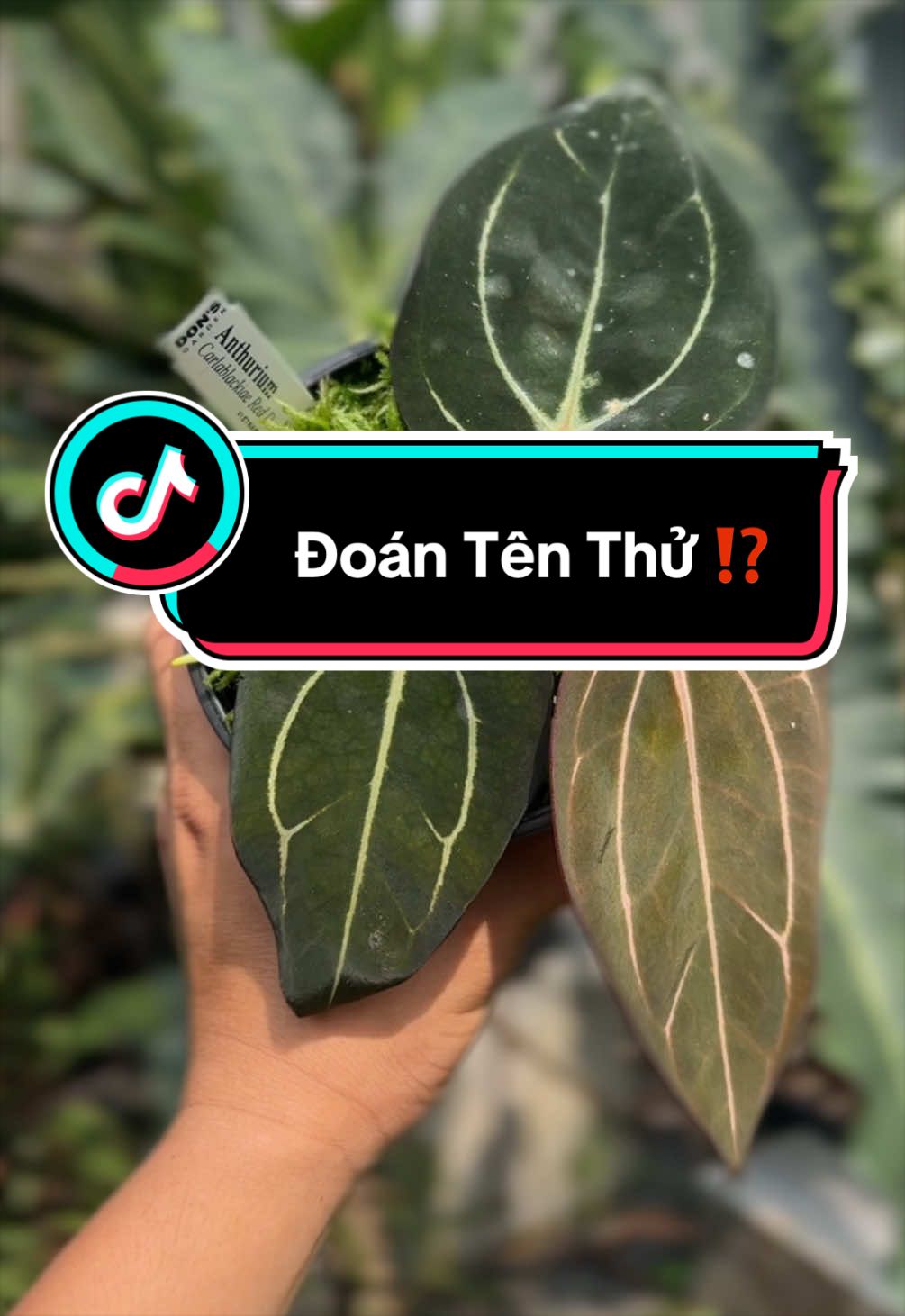 @Don&rsquo;s Garden