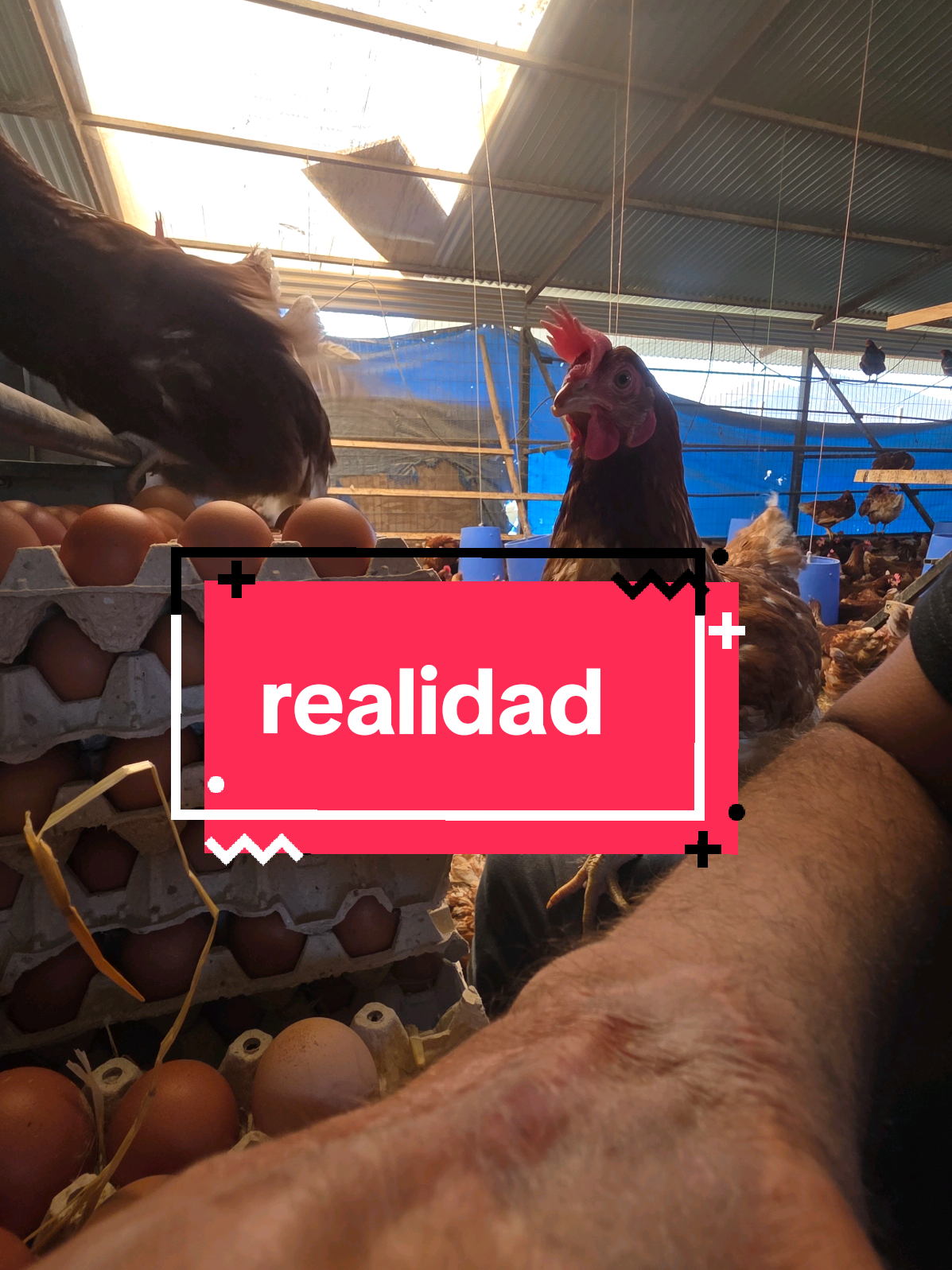 @El Gallinero de Carlos