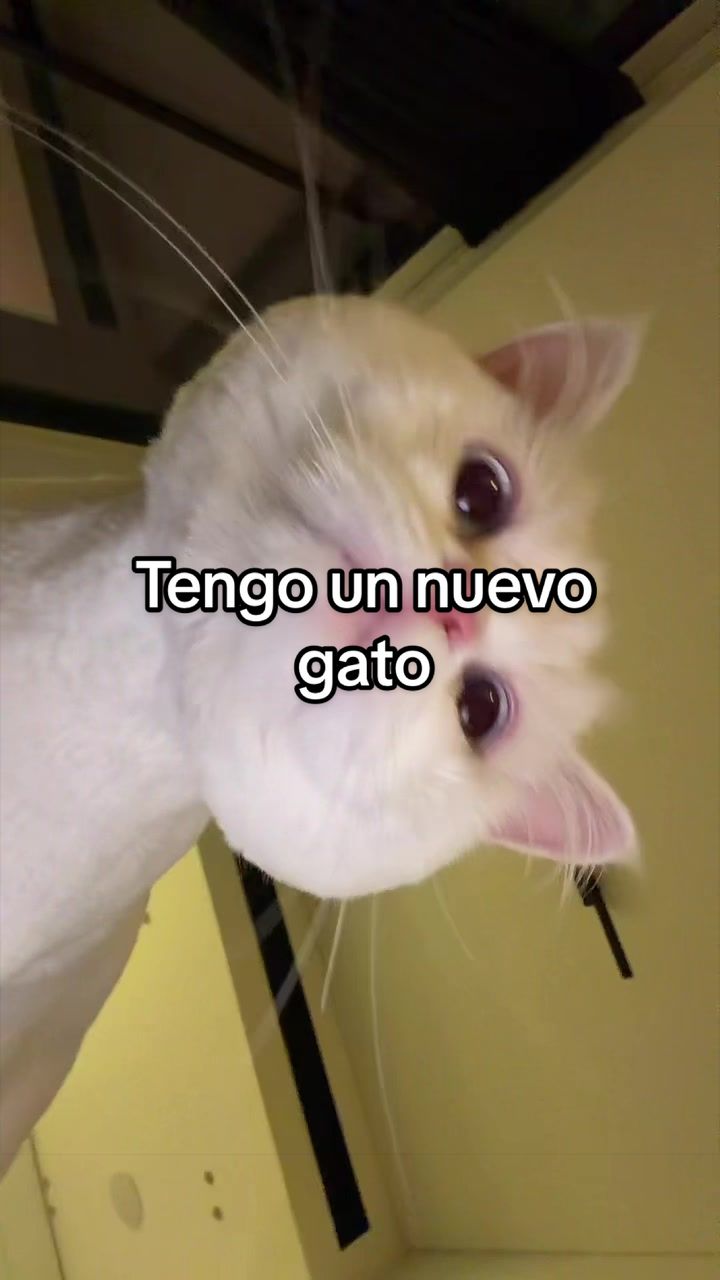 @Kyan
