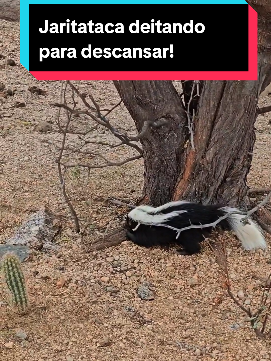 @Princesa das Serpentes