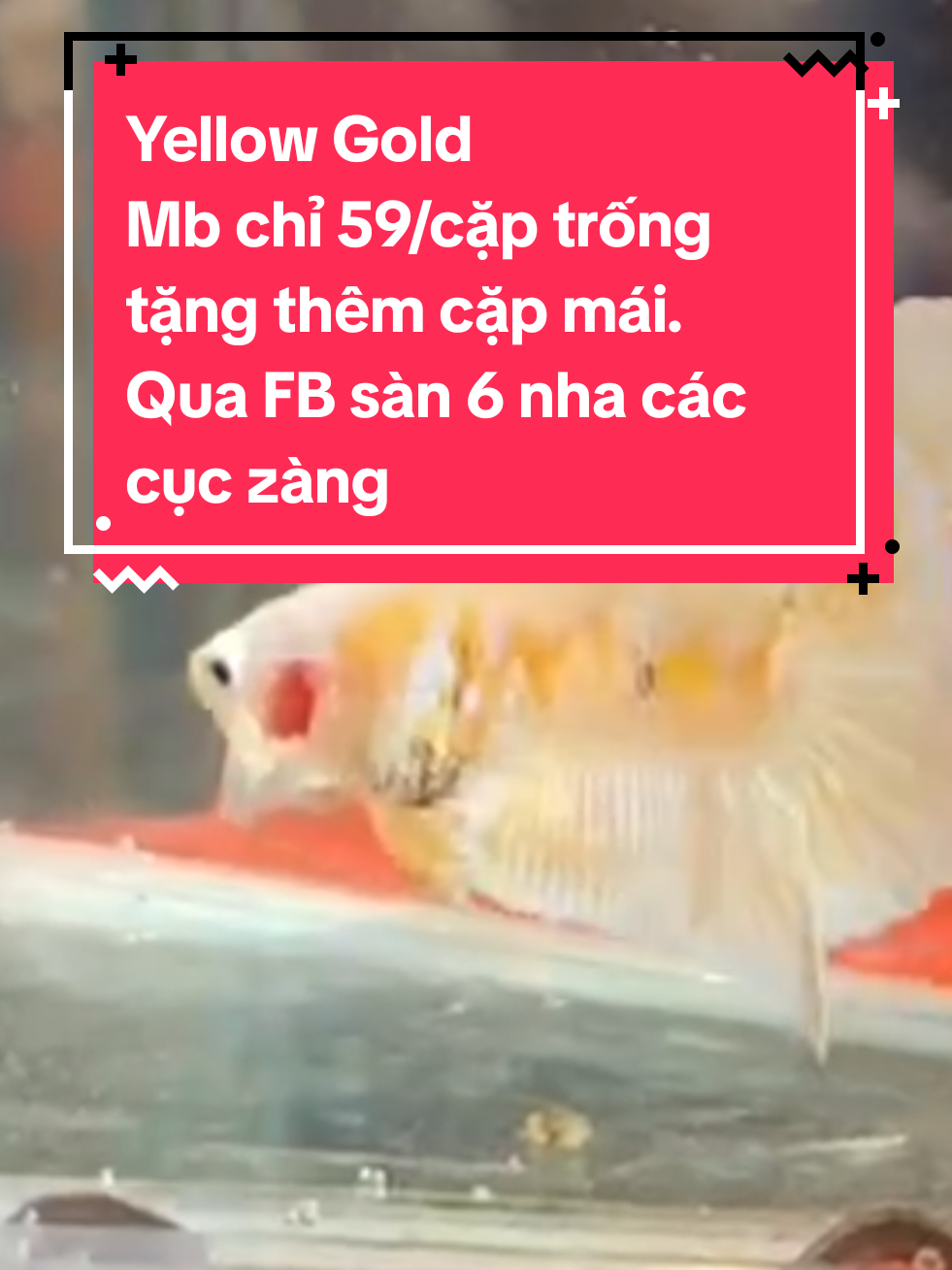 @Nhi Nguyễn Betta