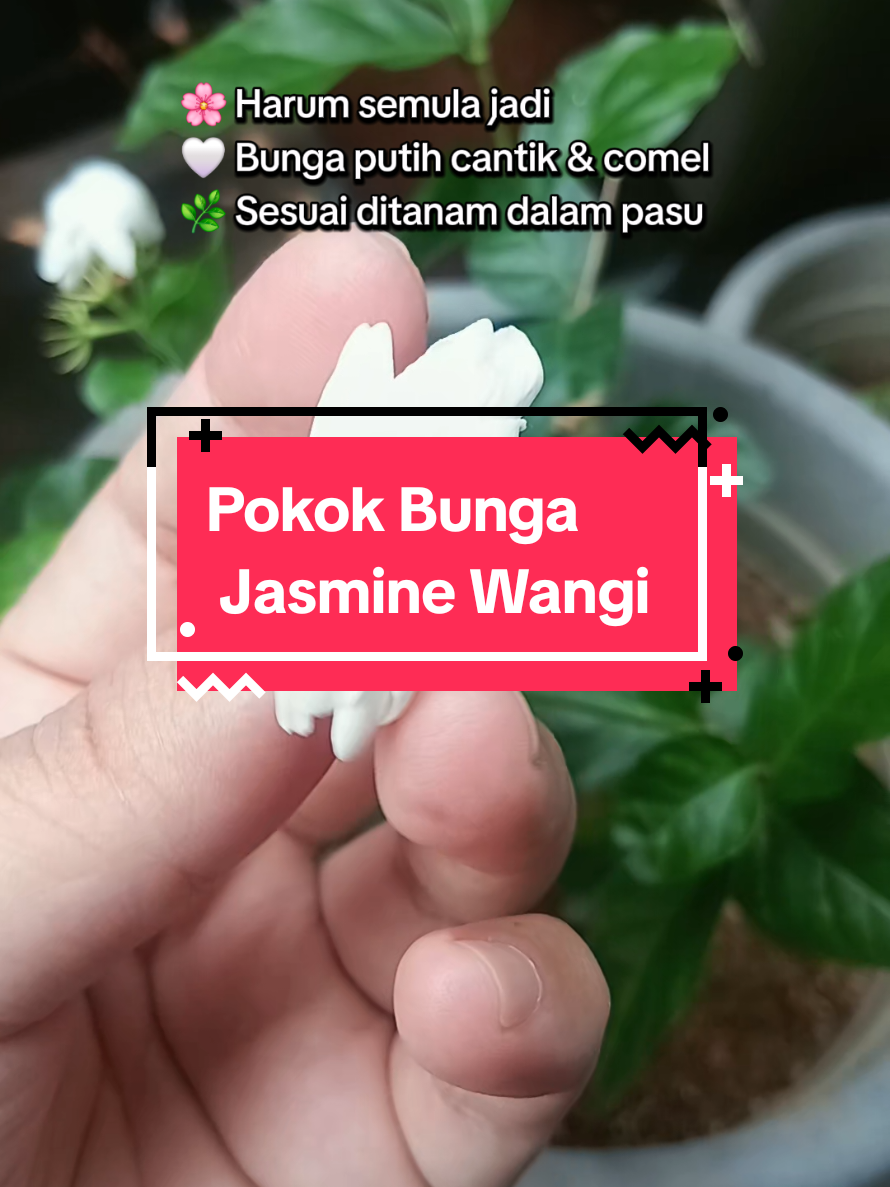 @Lin🌷