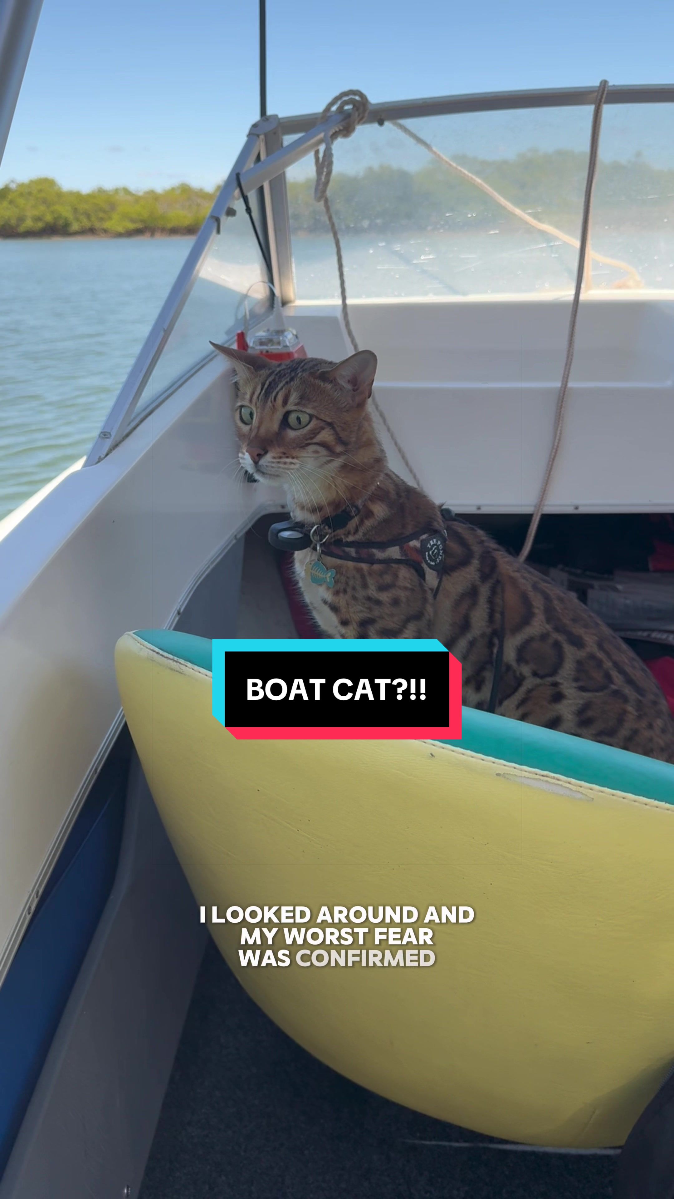 @Skeeter The Bengal
