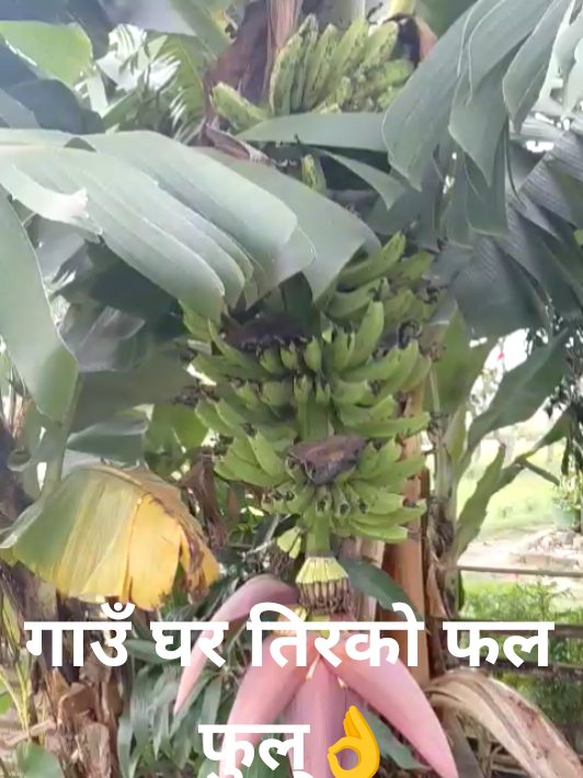 @💞💞परदेसी ठुल्दाई