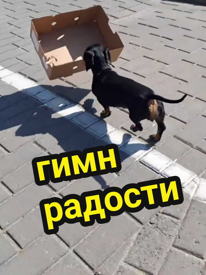 @ШПУЛЬКА. Весёлая такса!