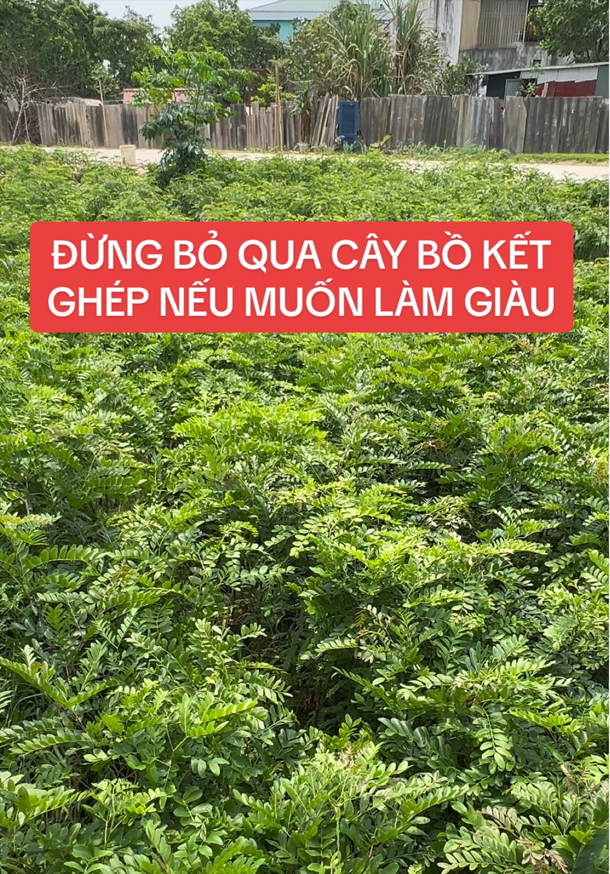 @Nh&agrave; Vườn Vũ Mai