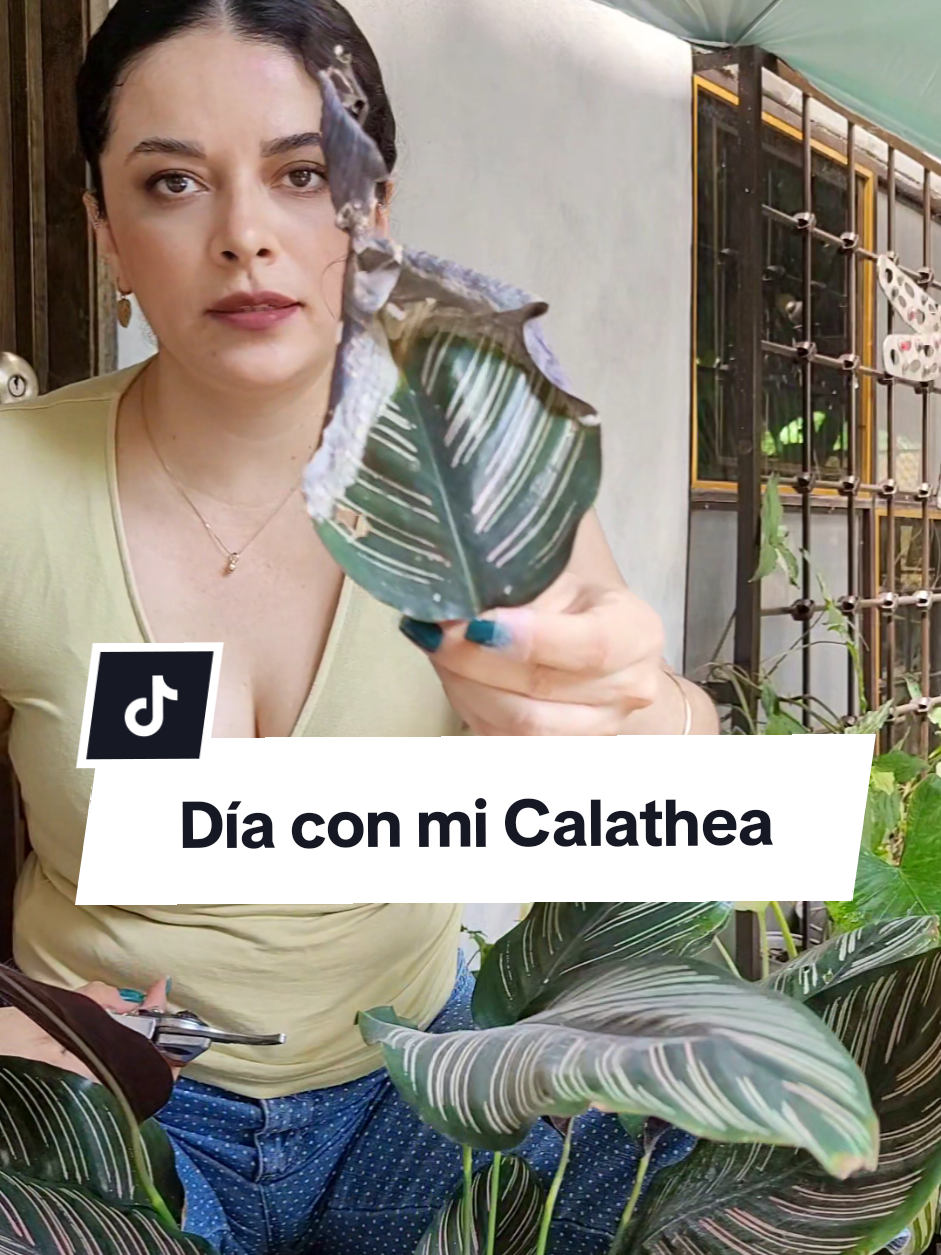 @Plantología🌿