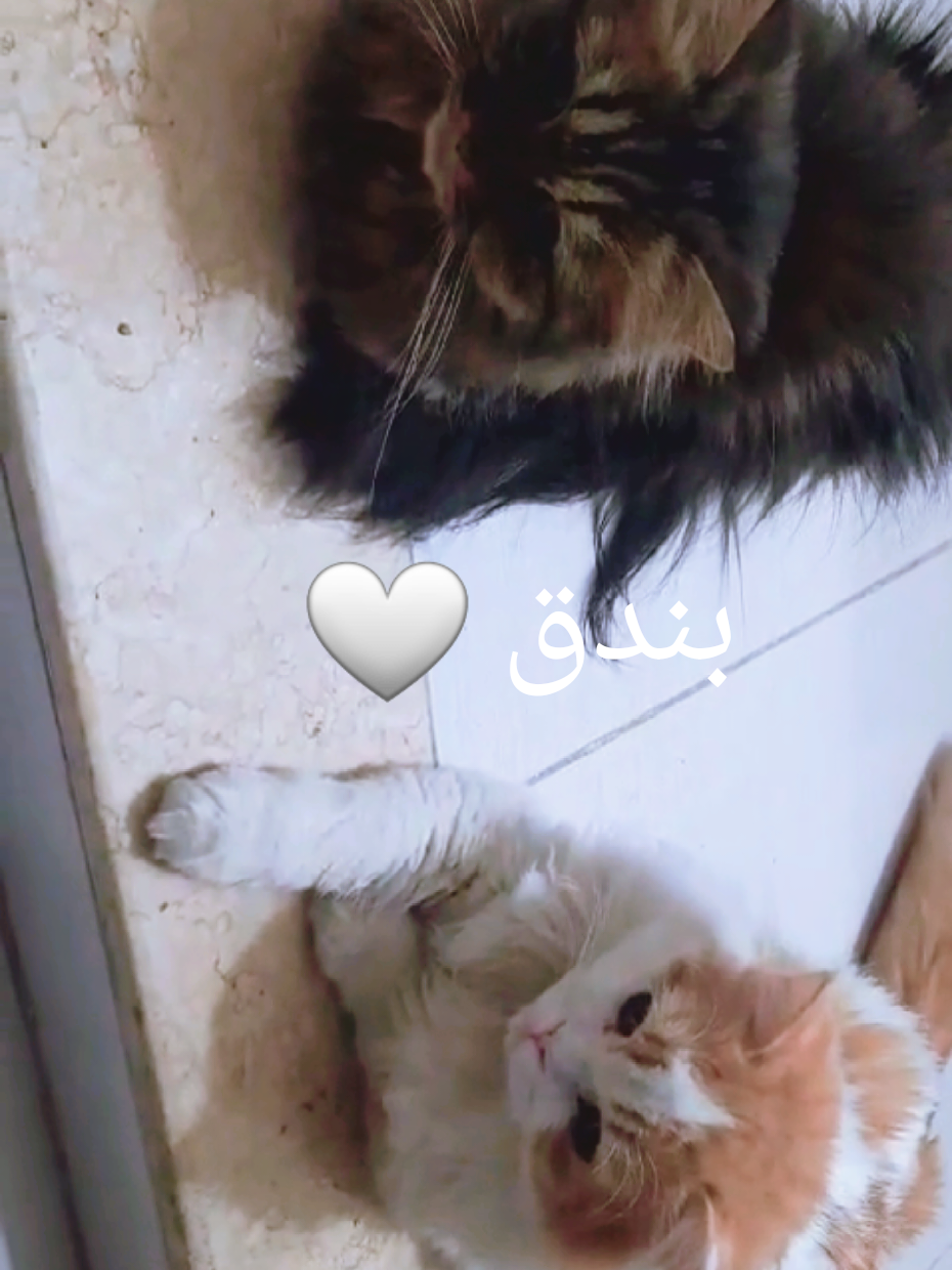 @D D💞Semsem🇪🇬🤍🏹