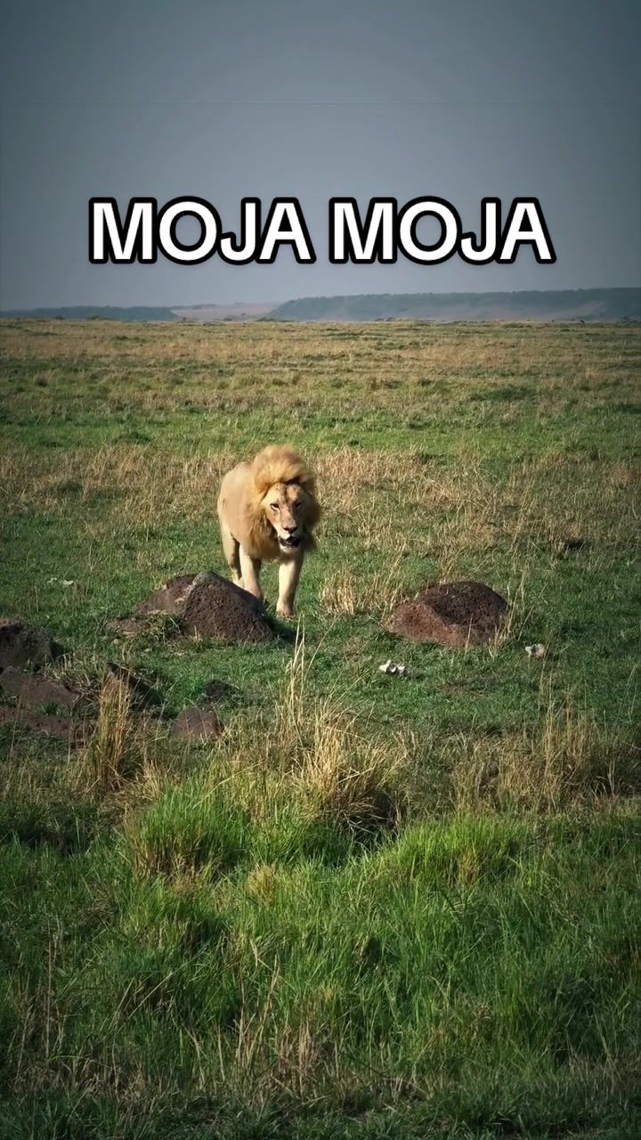 @𝓝 𝓪 𝓲 【Lion Expert】