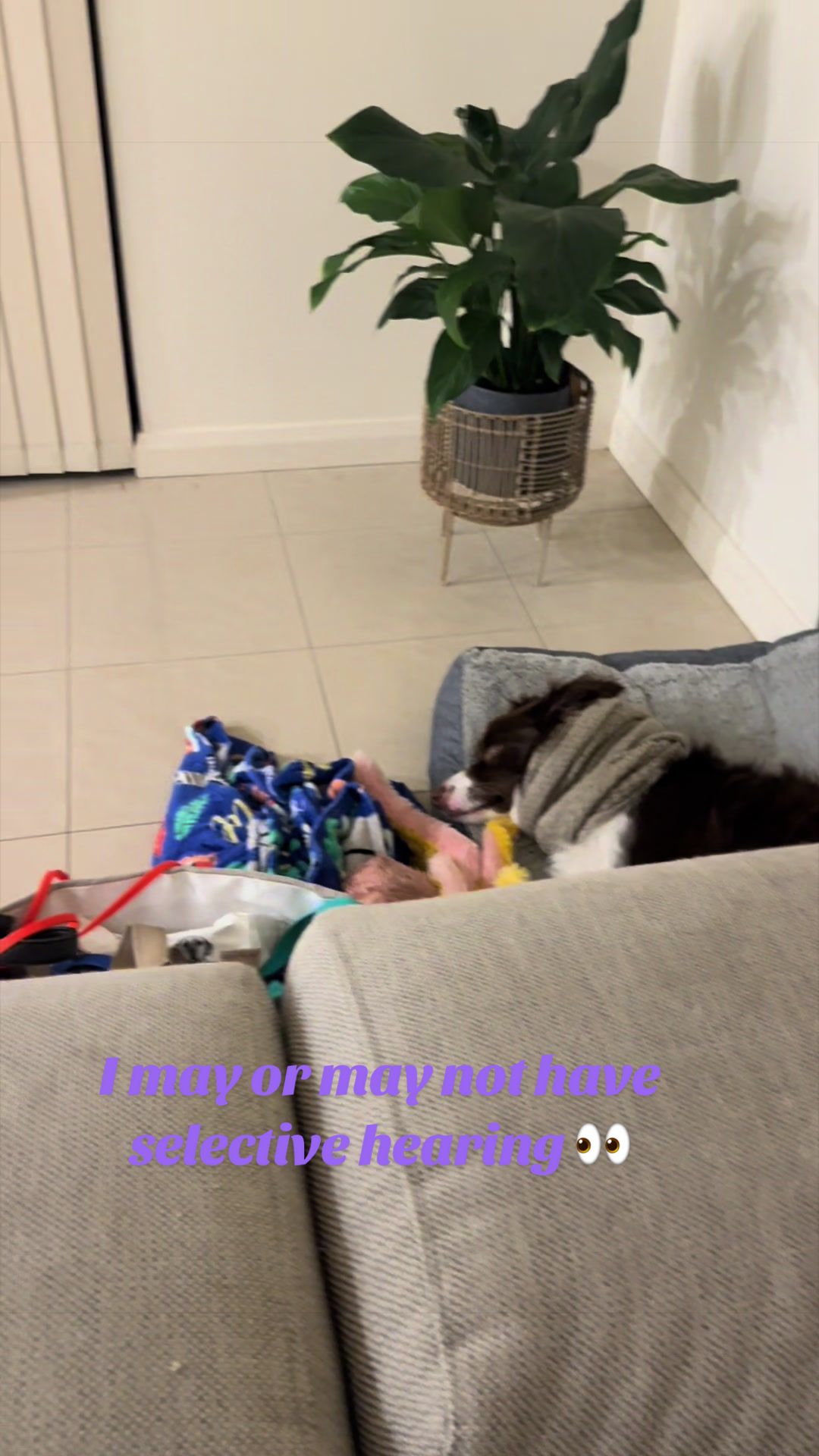@Just Flame and his Human