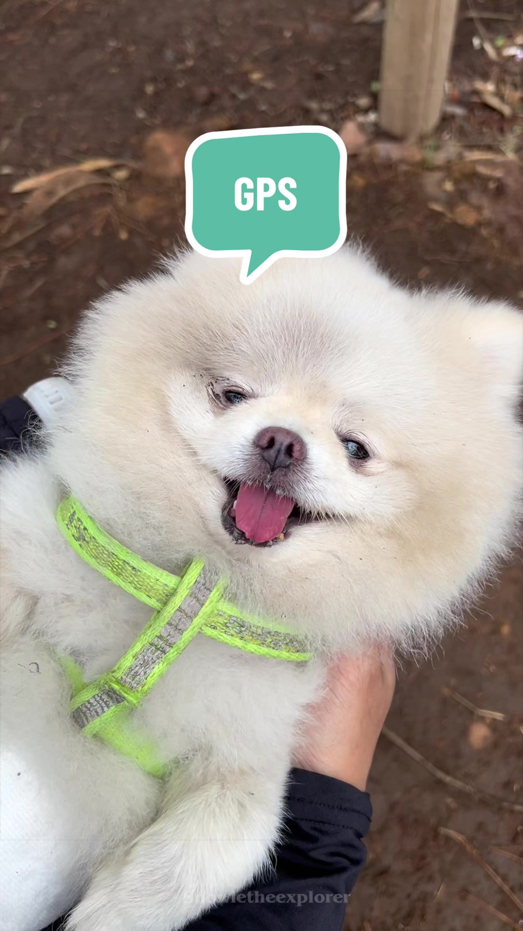 @snowietheexplorer