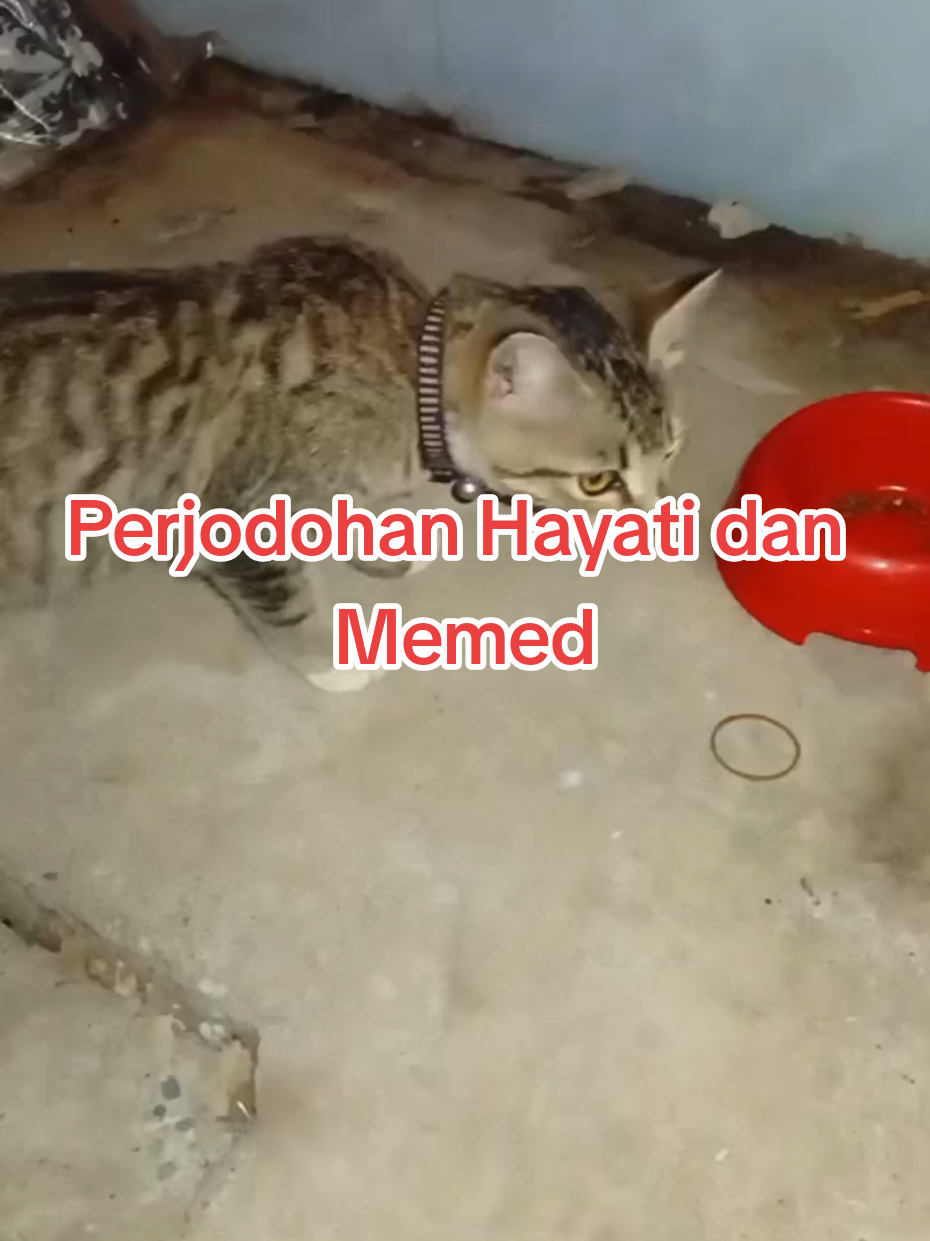 @Medayo Petcare
