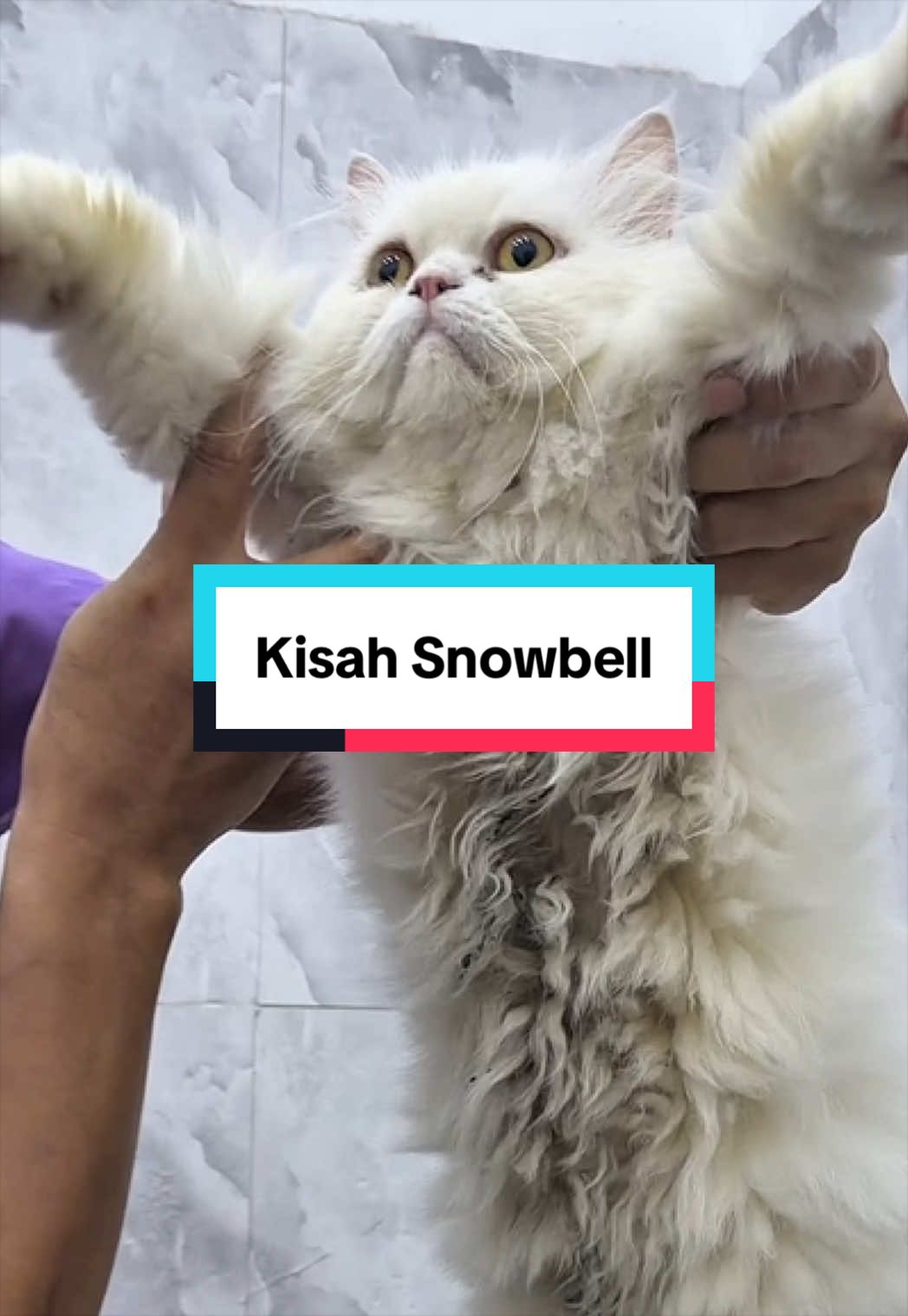 @MOZICAT | CAT GROOMING RAWANG