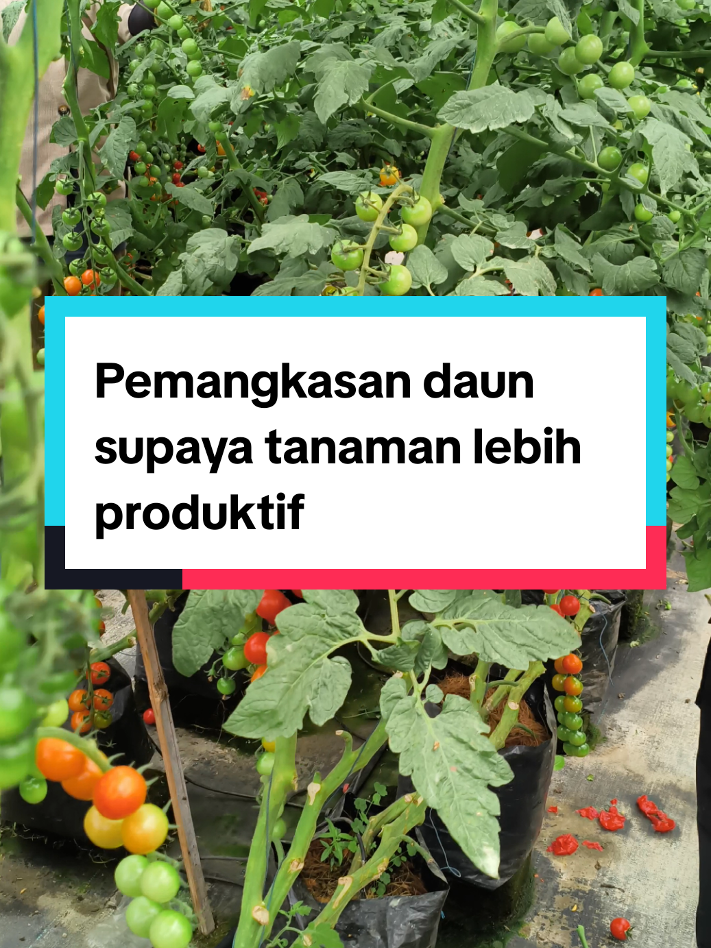 @ASRON