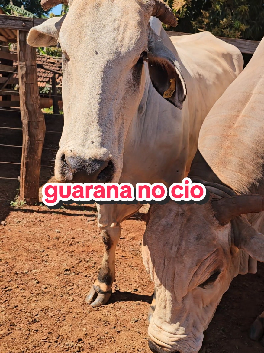 @Geovane neto