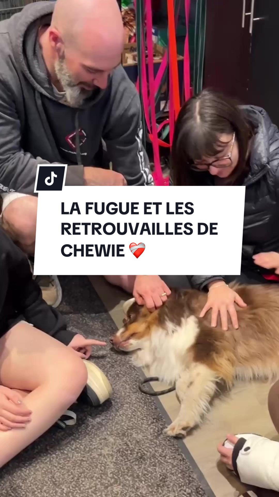 @Montreal SPCA
