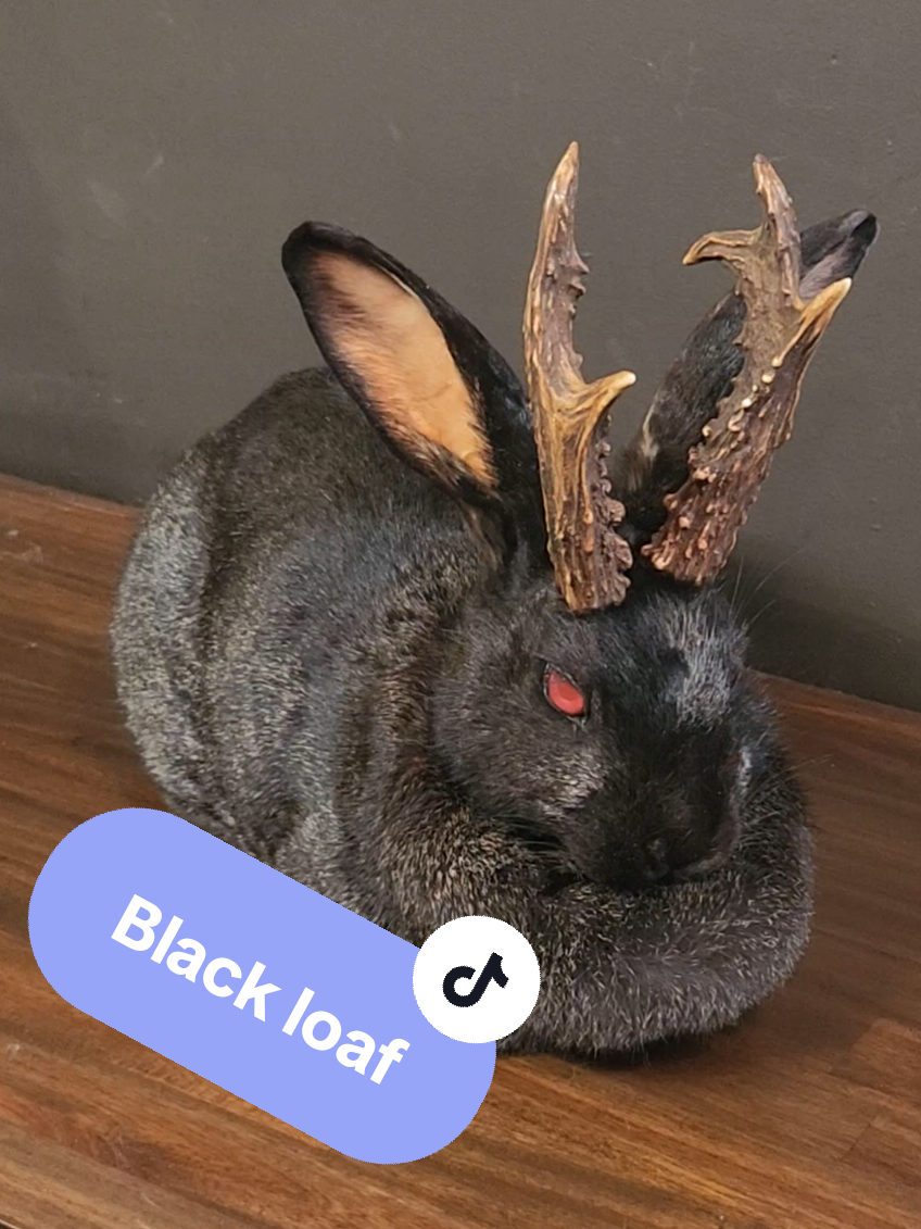 @May Jackalope Taxidermy 🇨🇦