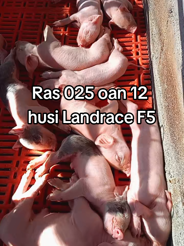 @W4 Pig Farm