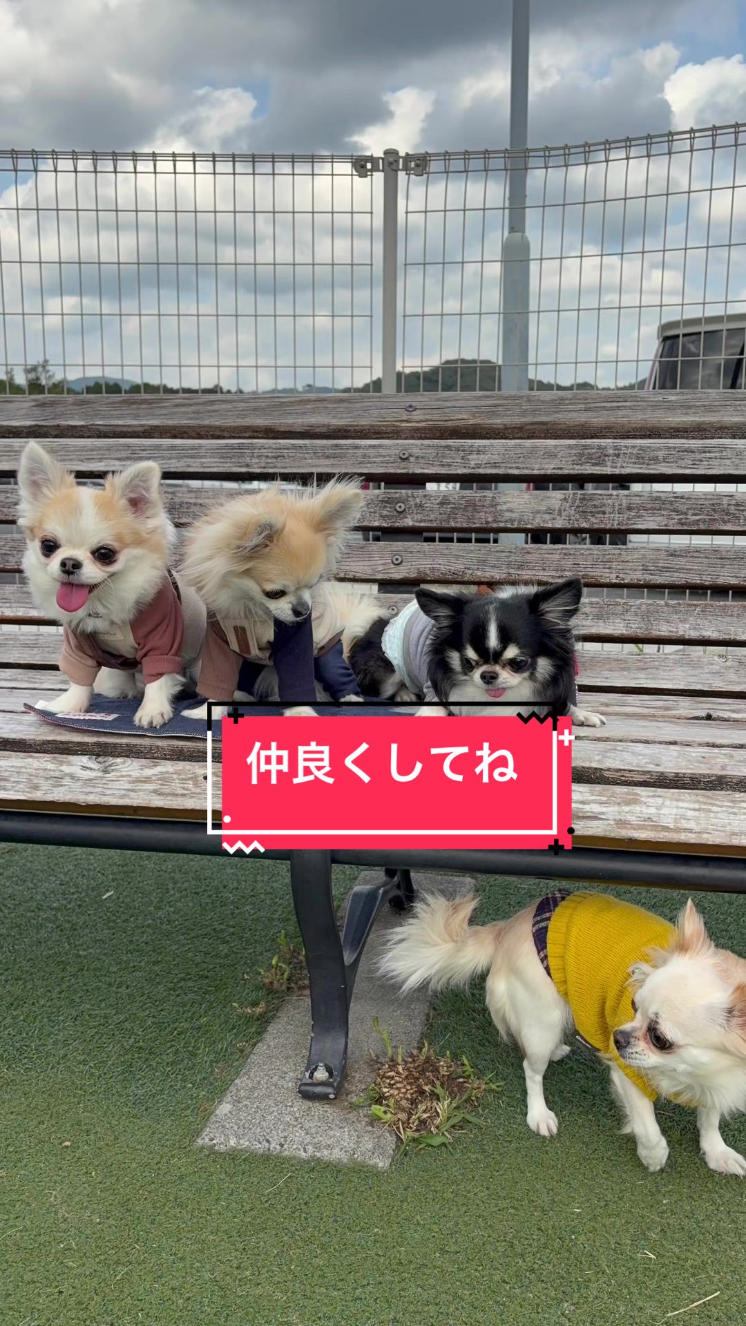 @ニンニン🐶🩵🍀