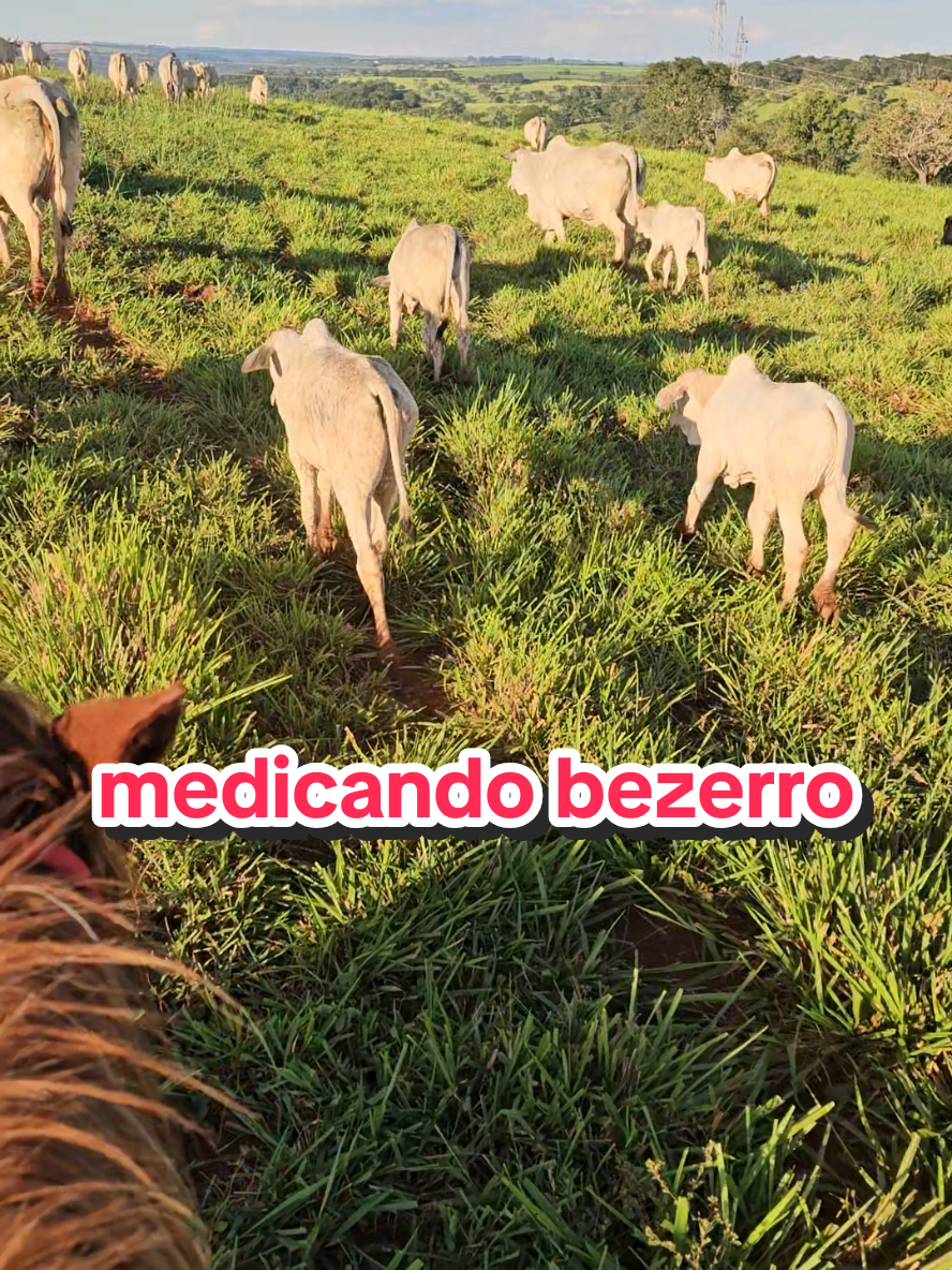 @Geovane neto