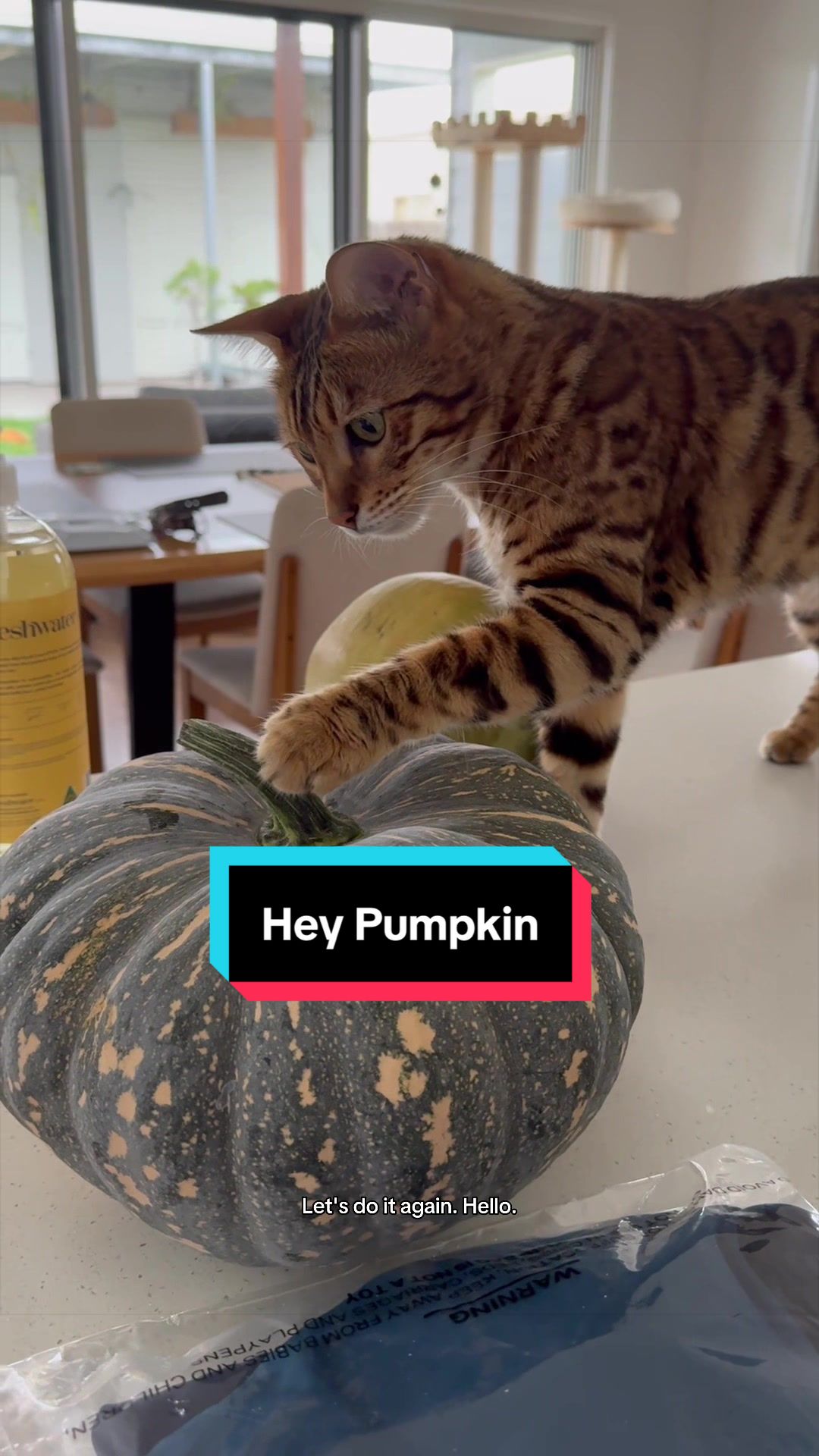 @Skeeter The Bengal