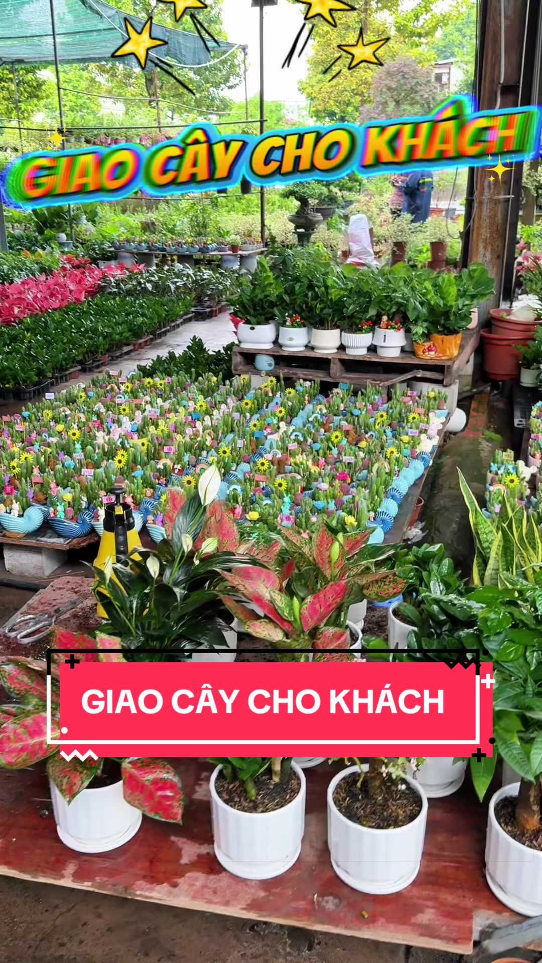 @Cây Xanh Phong Hồng