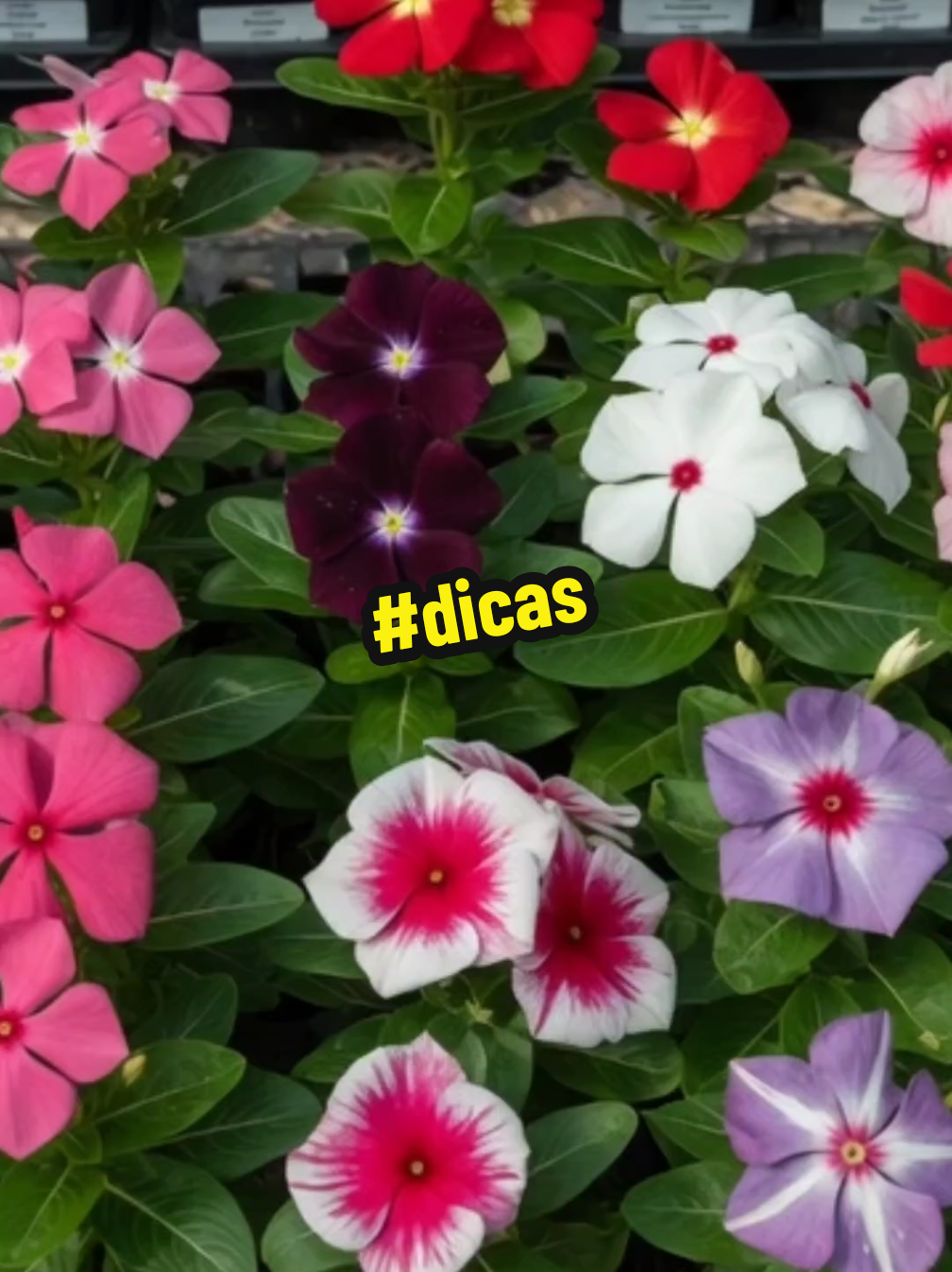 @natureza e saúde