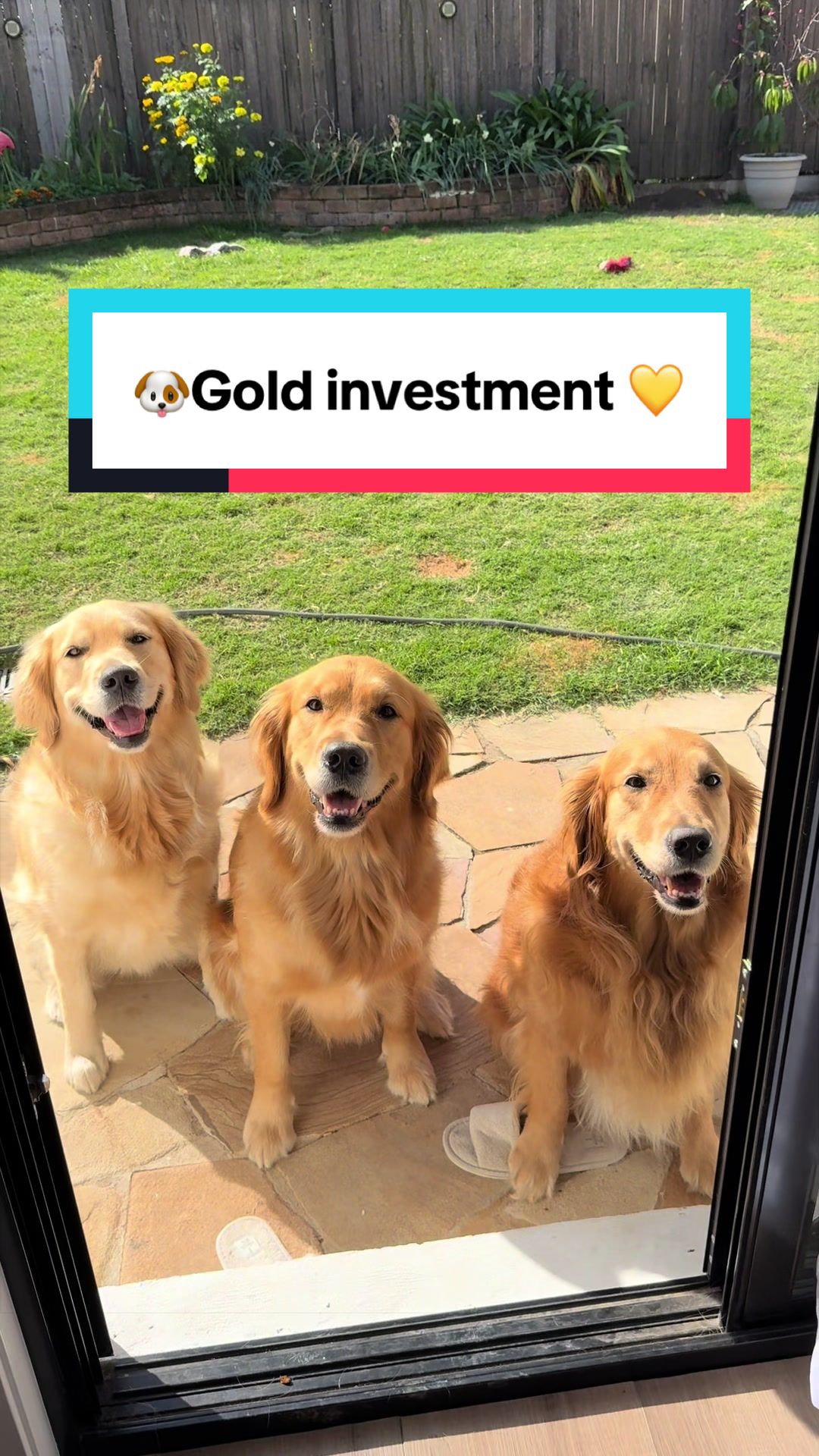 @3goldenretriever