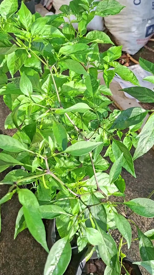 @Chenny.Garden