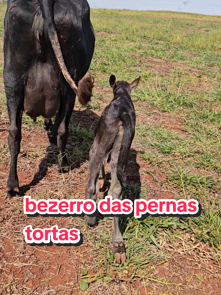 @Geovane neto