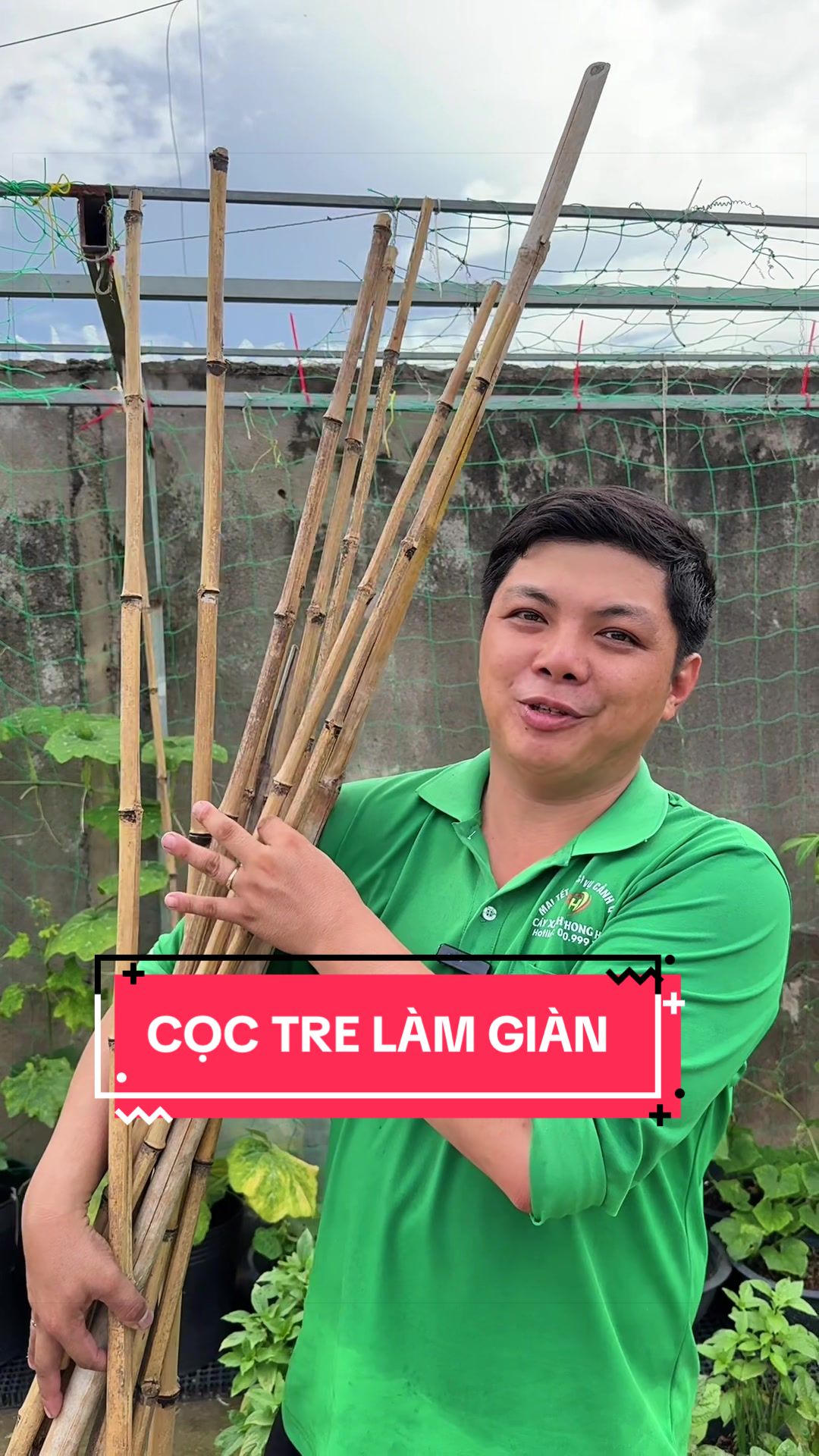 @C&acirc;y Xanh Phong Hồng
